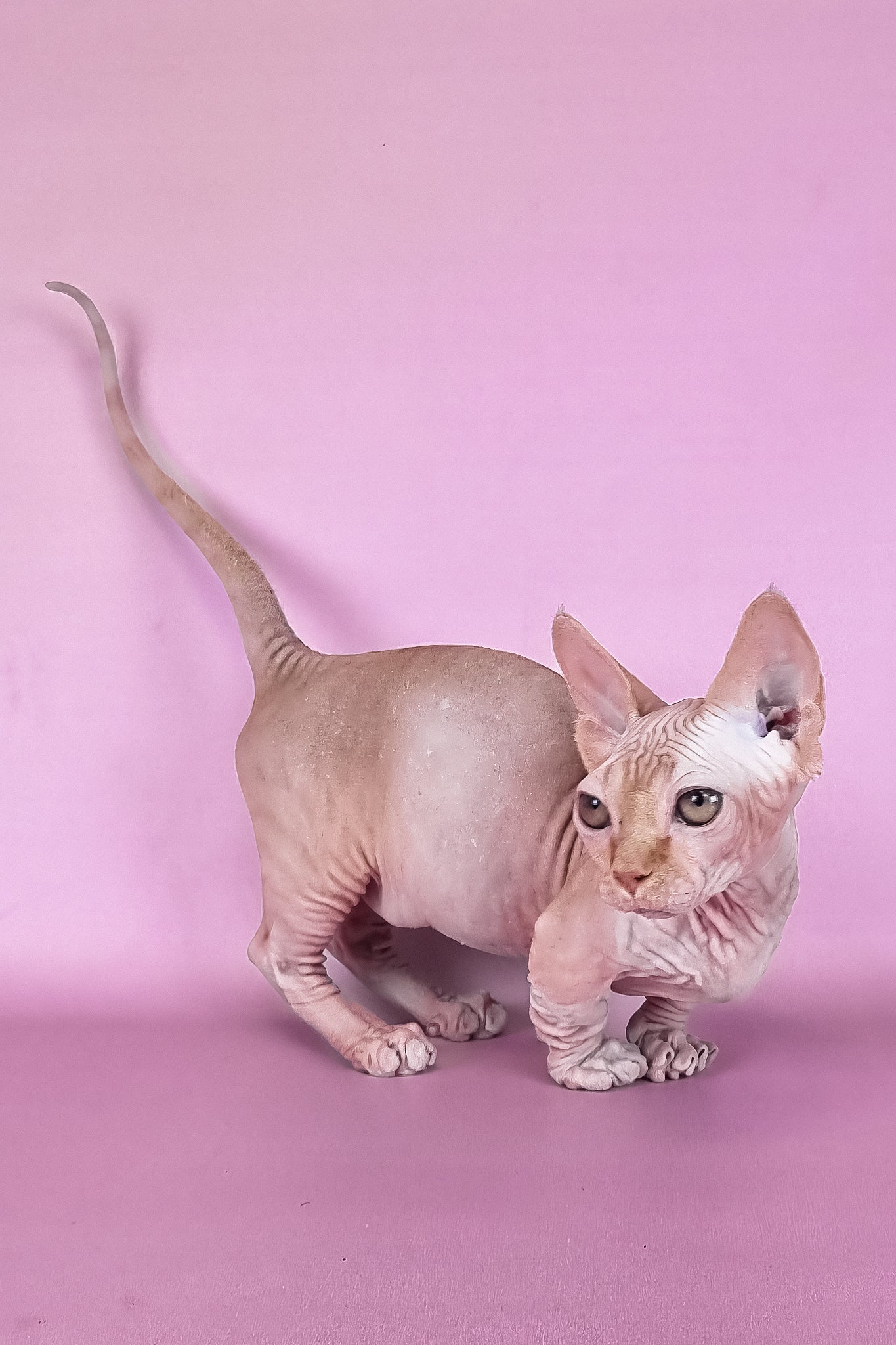 Mathilda | Bambino Sphynx Kitten - Image 4