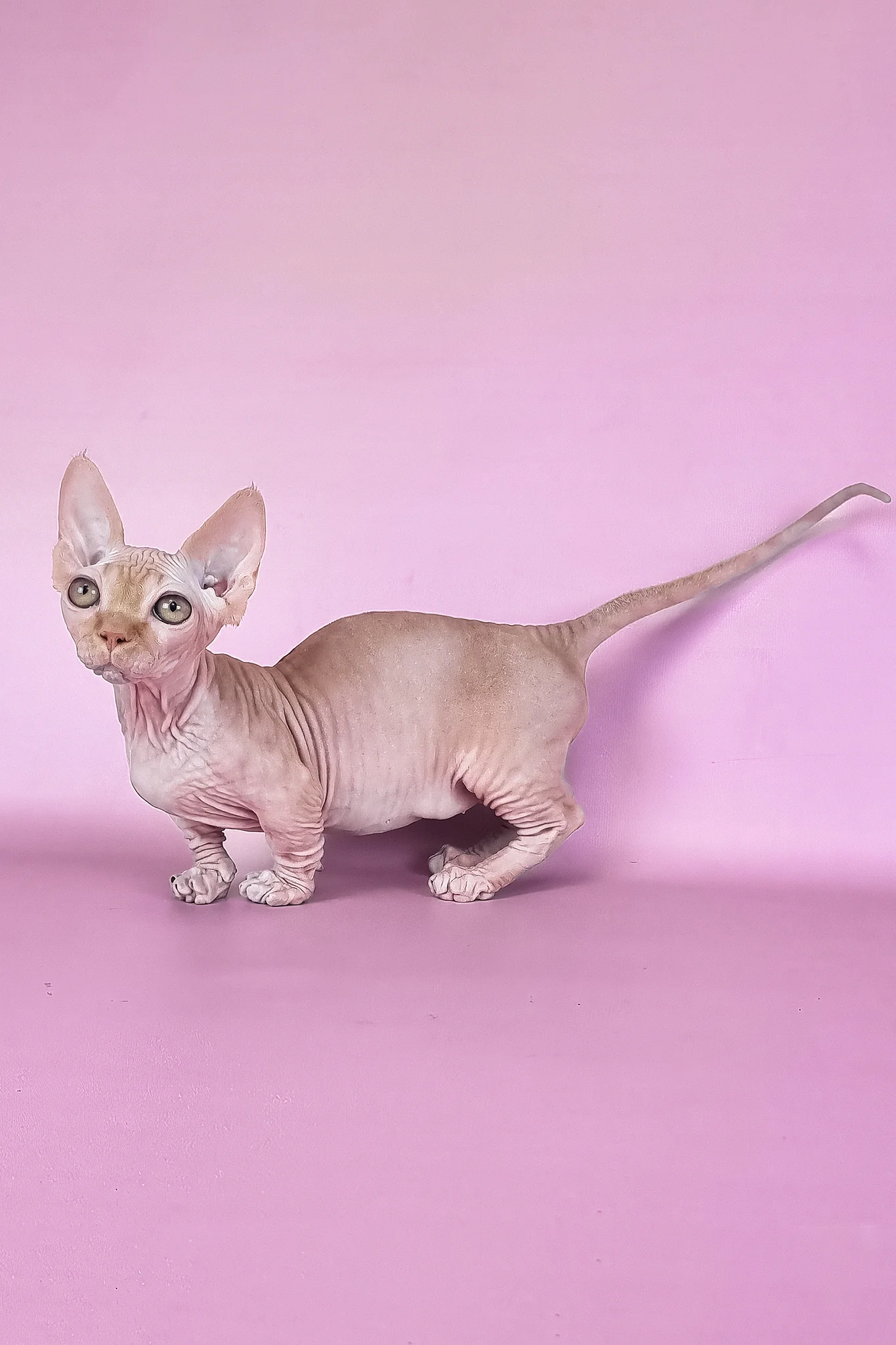 Mathilda | Bambino Sphynx Kitten - Image 6