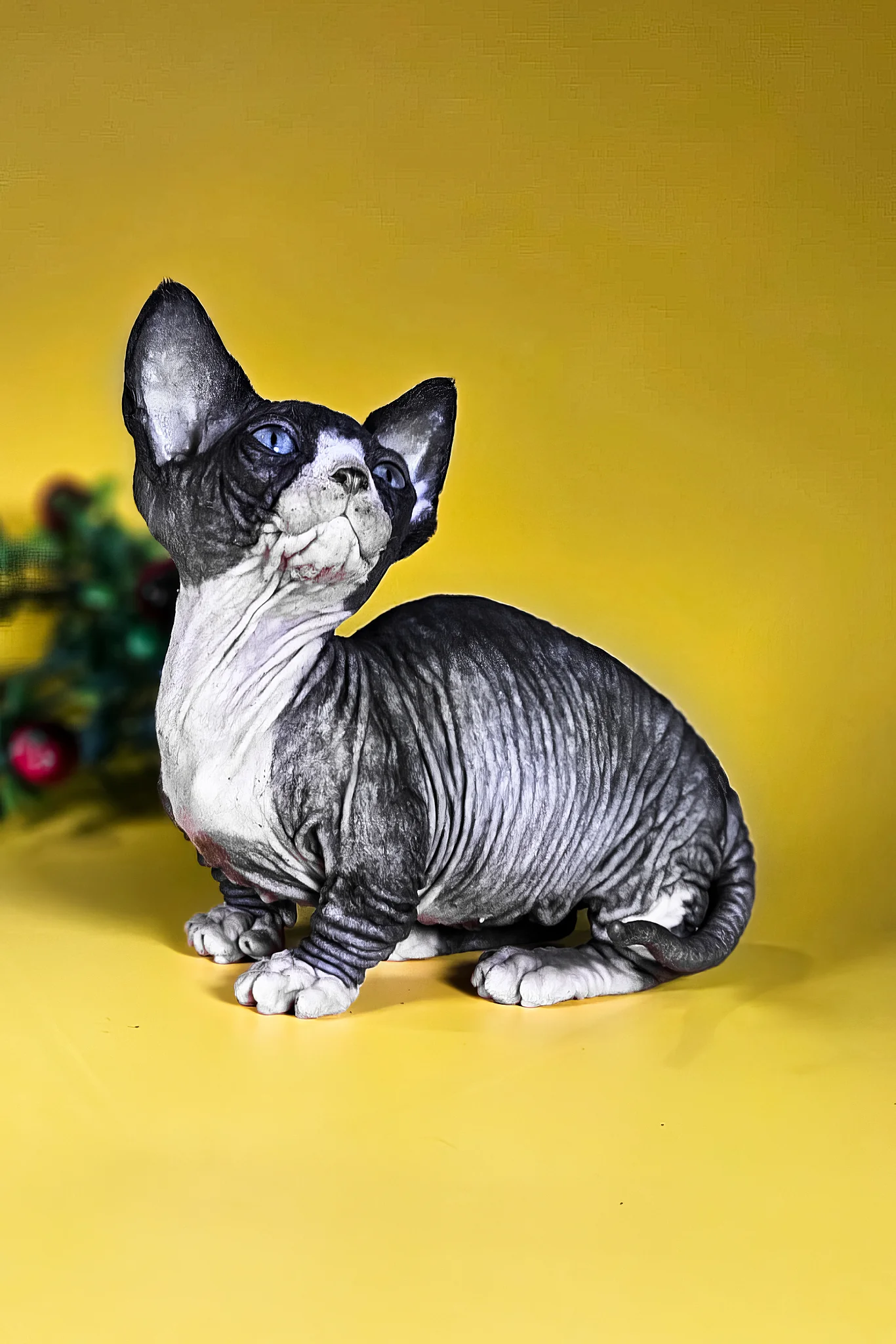 Milana | Bambino Sphynx Kitten - Image 3