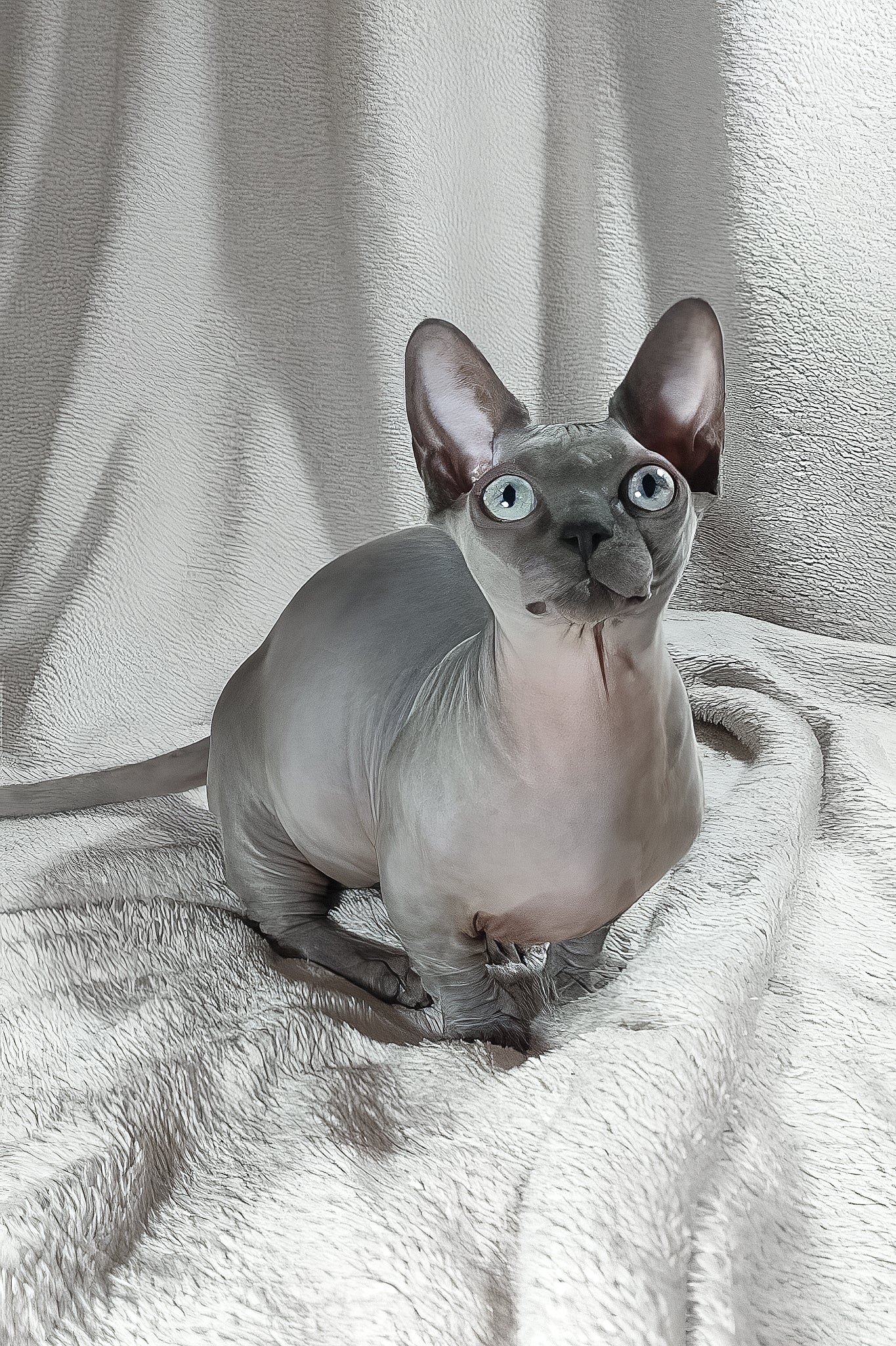 Myna | Bambino Sphynx Kitten - Image 5