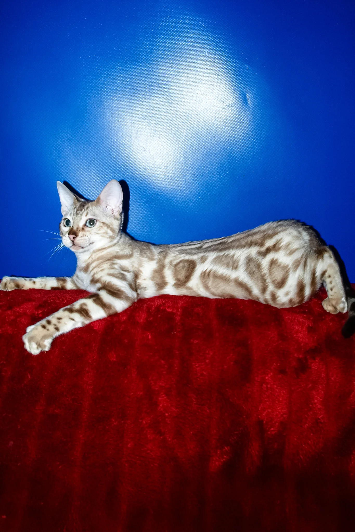 Aleksiya | Bengal Kitten - Image 2