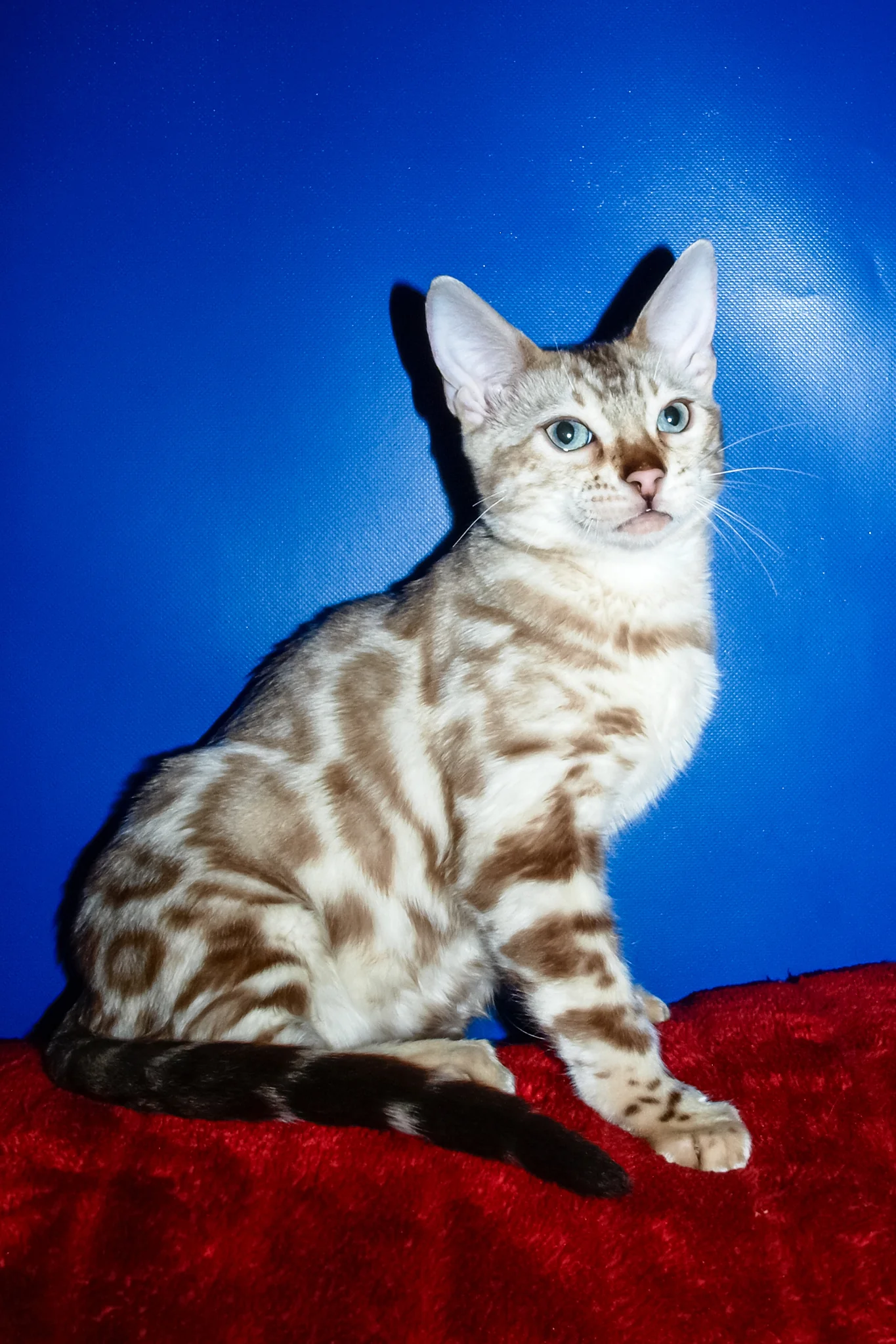 Aleksiya | Bengal Kitten - Image 4