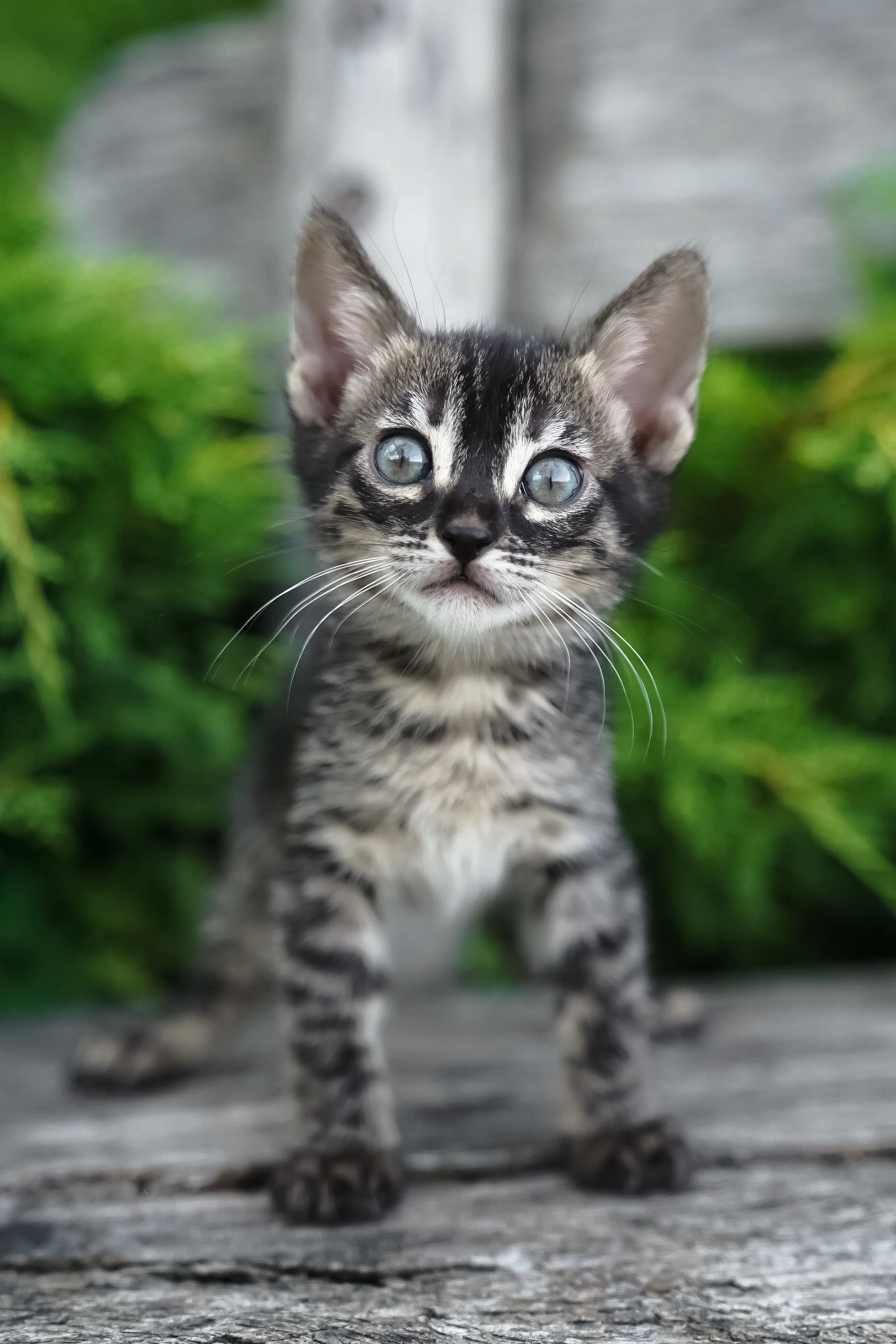 Amelia | Bengal Kitten - Image 3