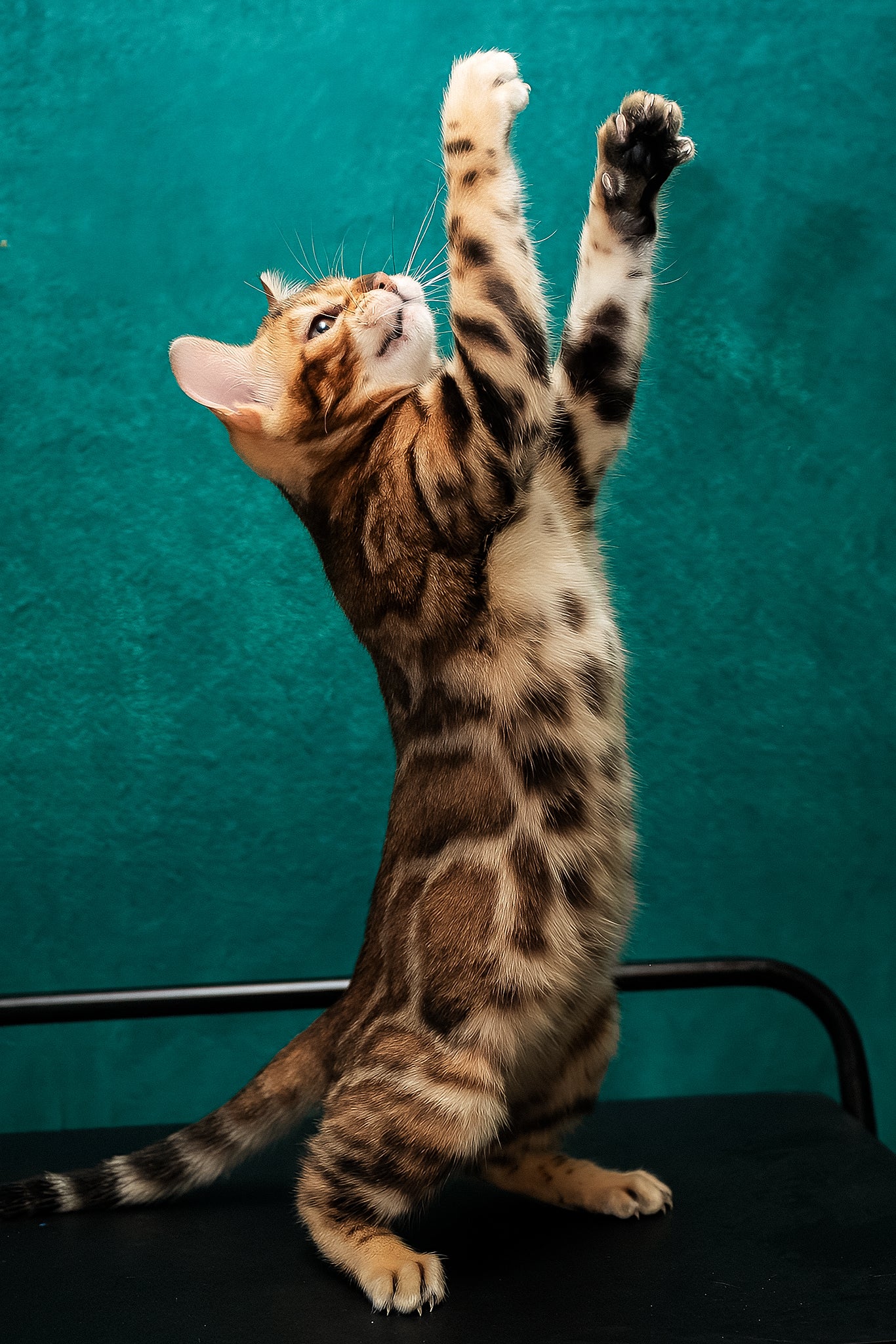Amelia | Bengal Kitten - Image 5