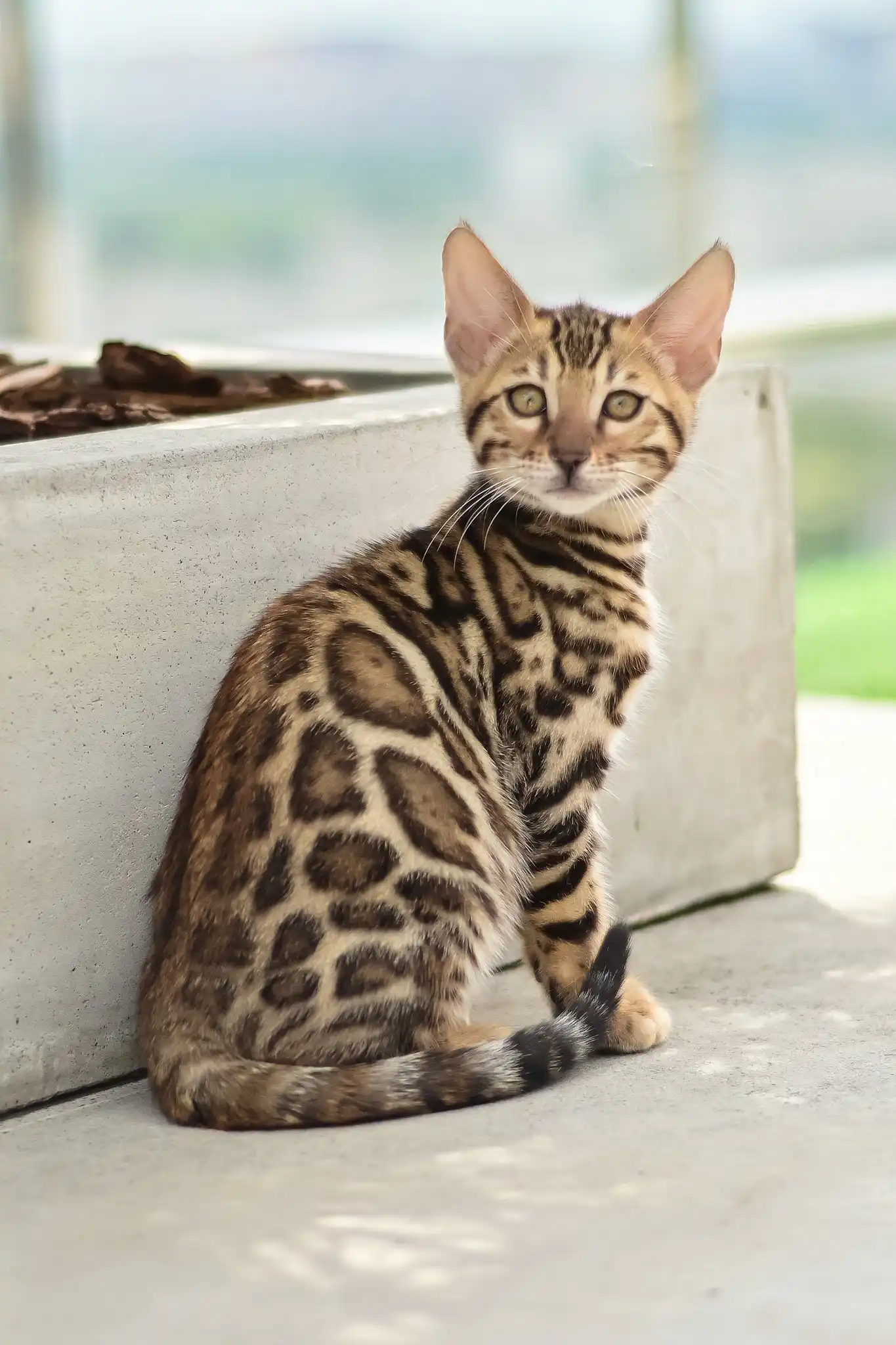 Ariel | Bengal Kitten - Image 2