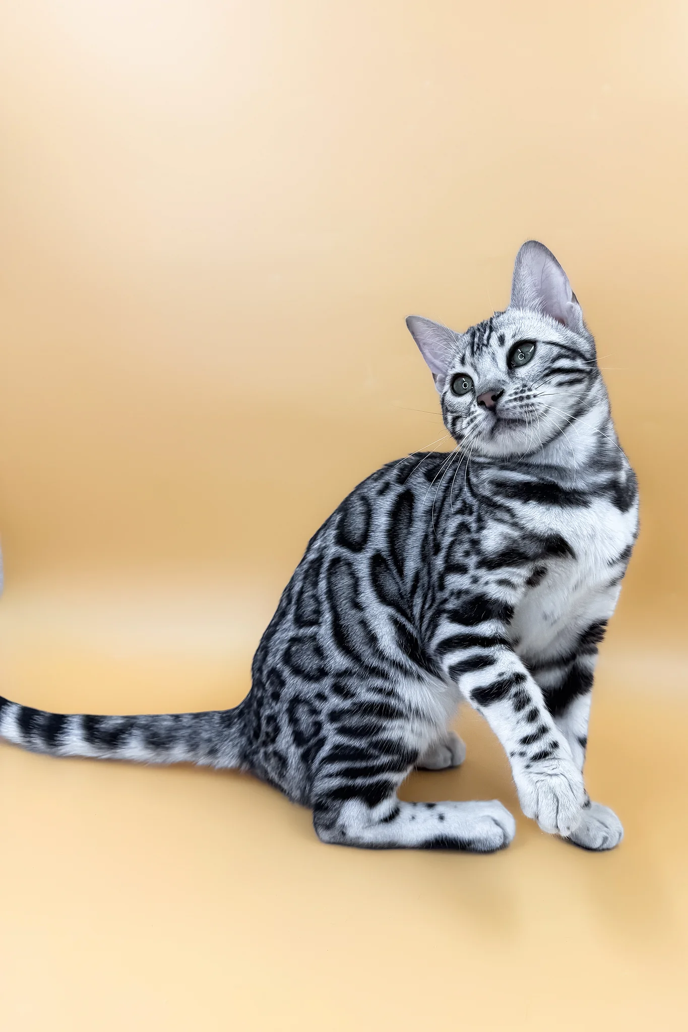 Arielle | Bengal Kitten - Image 8