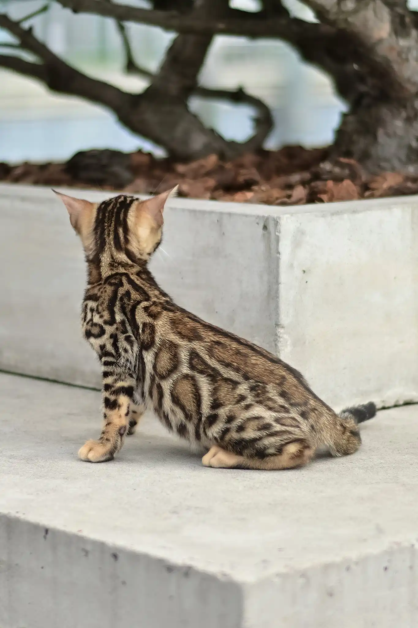 Asti | Bengal Kitten - Image 4