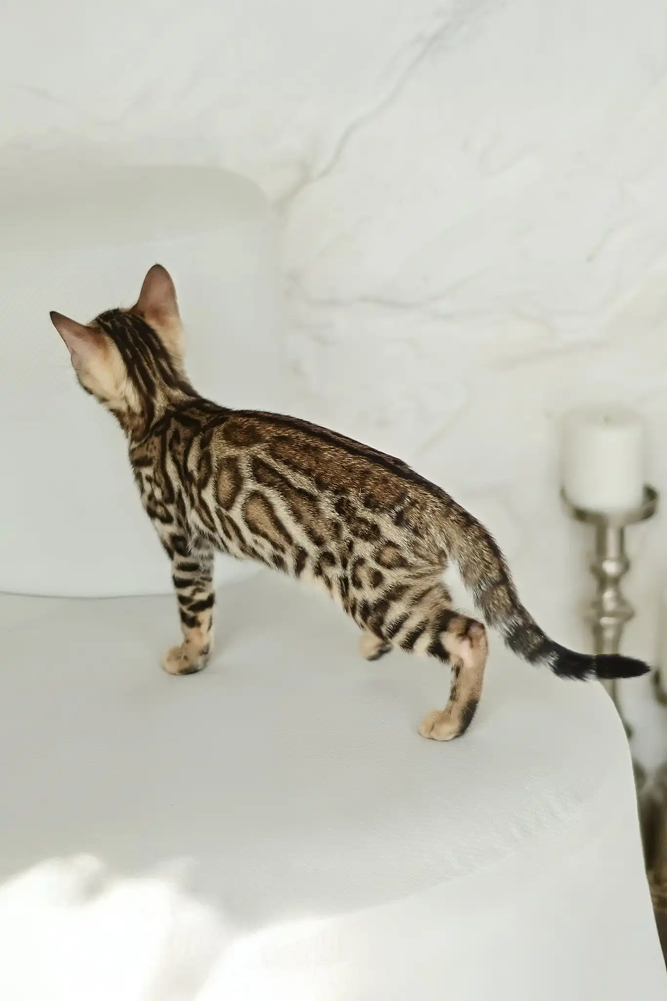 Asti | Bengal Kitten - Image 6