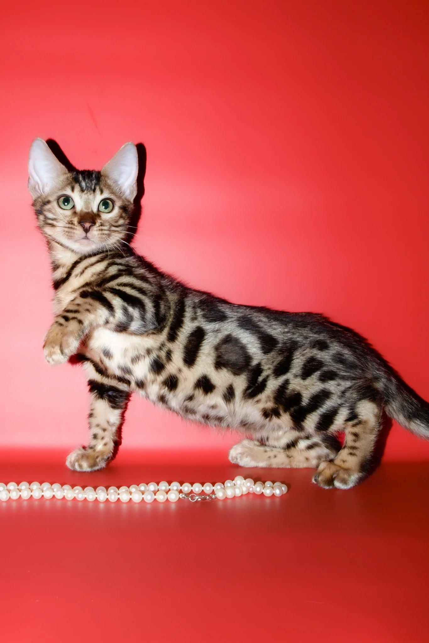 Aurika | Bengal Kitten - Image 3