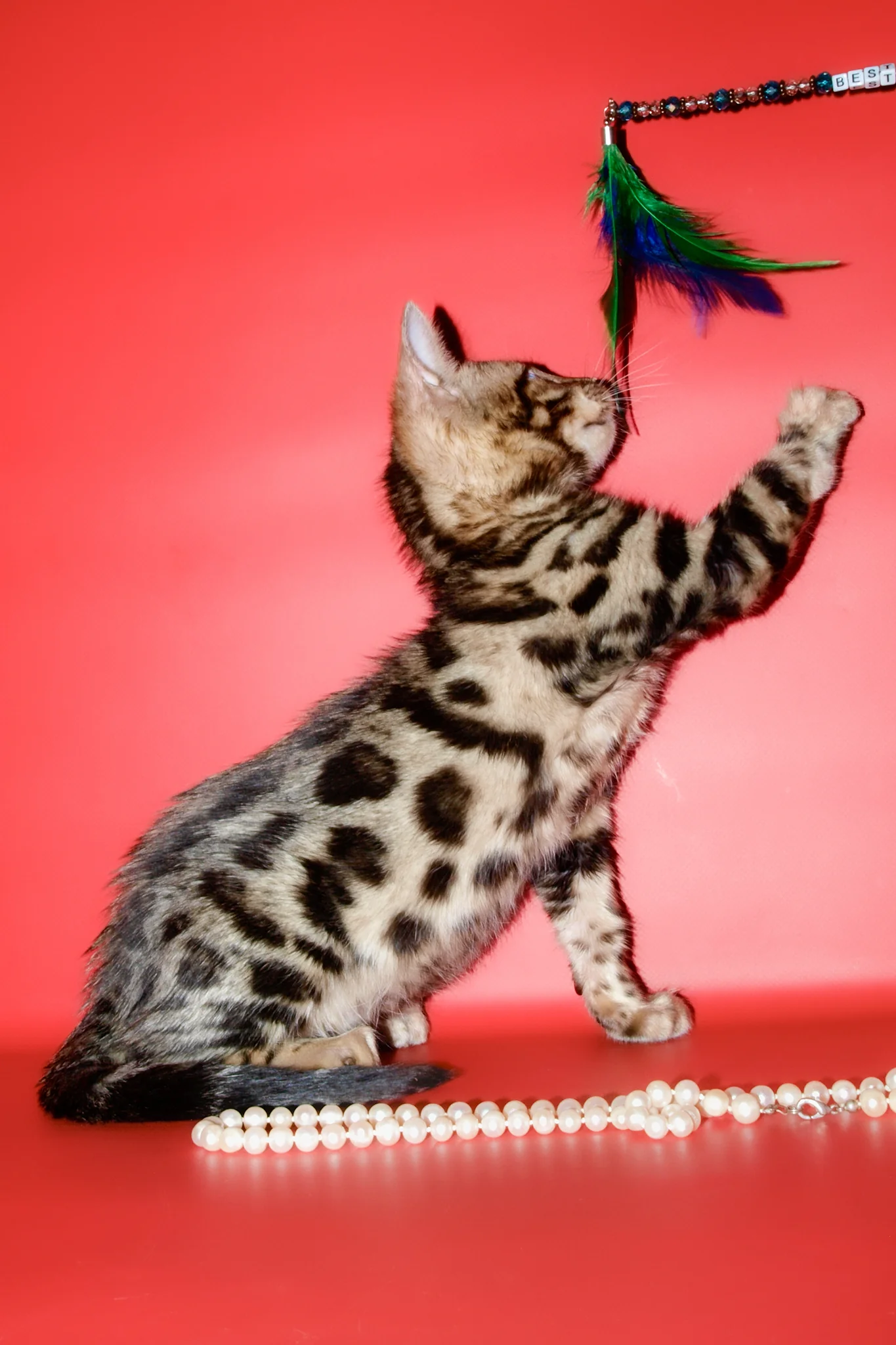 Aurika | Bengal Kitten - Image 8