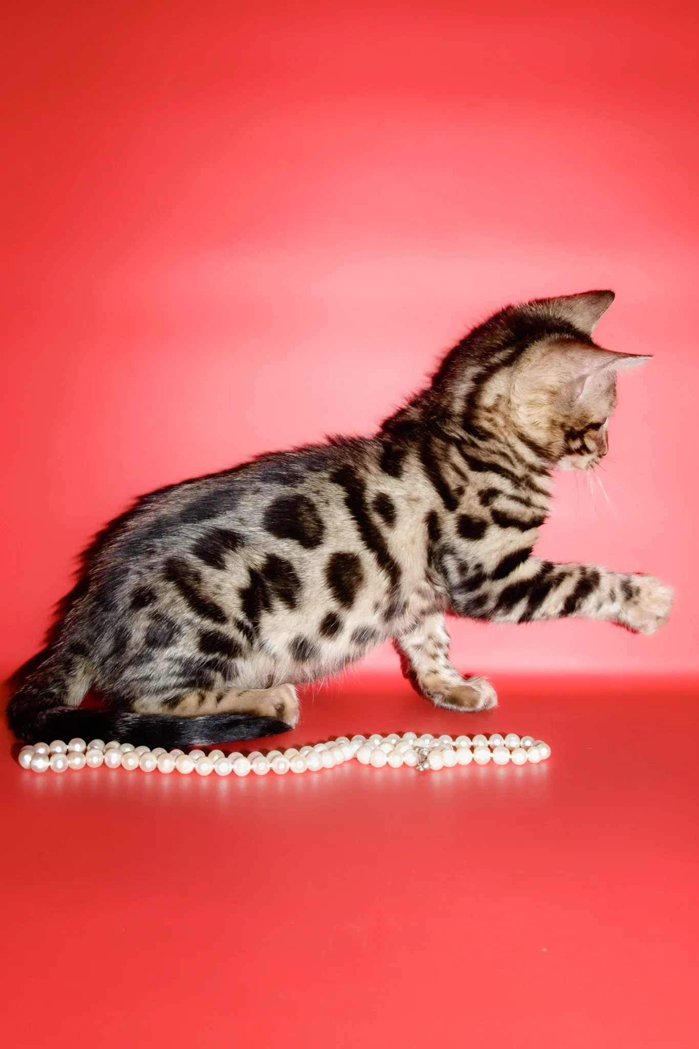 Aurika | Bengal Kitten - Image 9