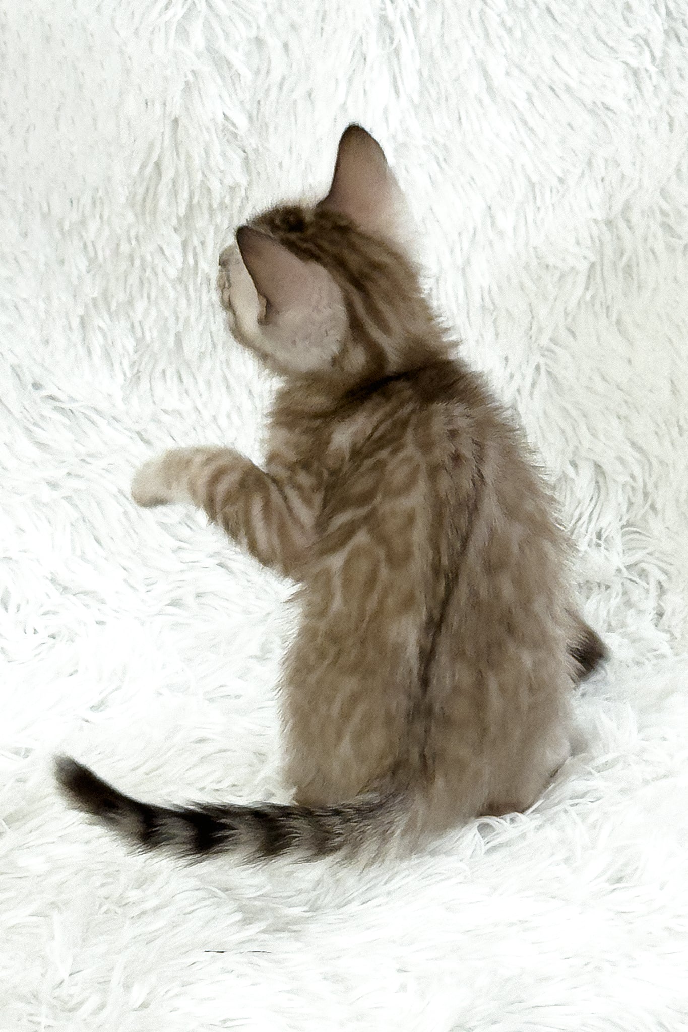 Aveline | Bengal Kitten - Image 3