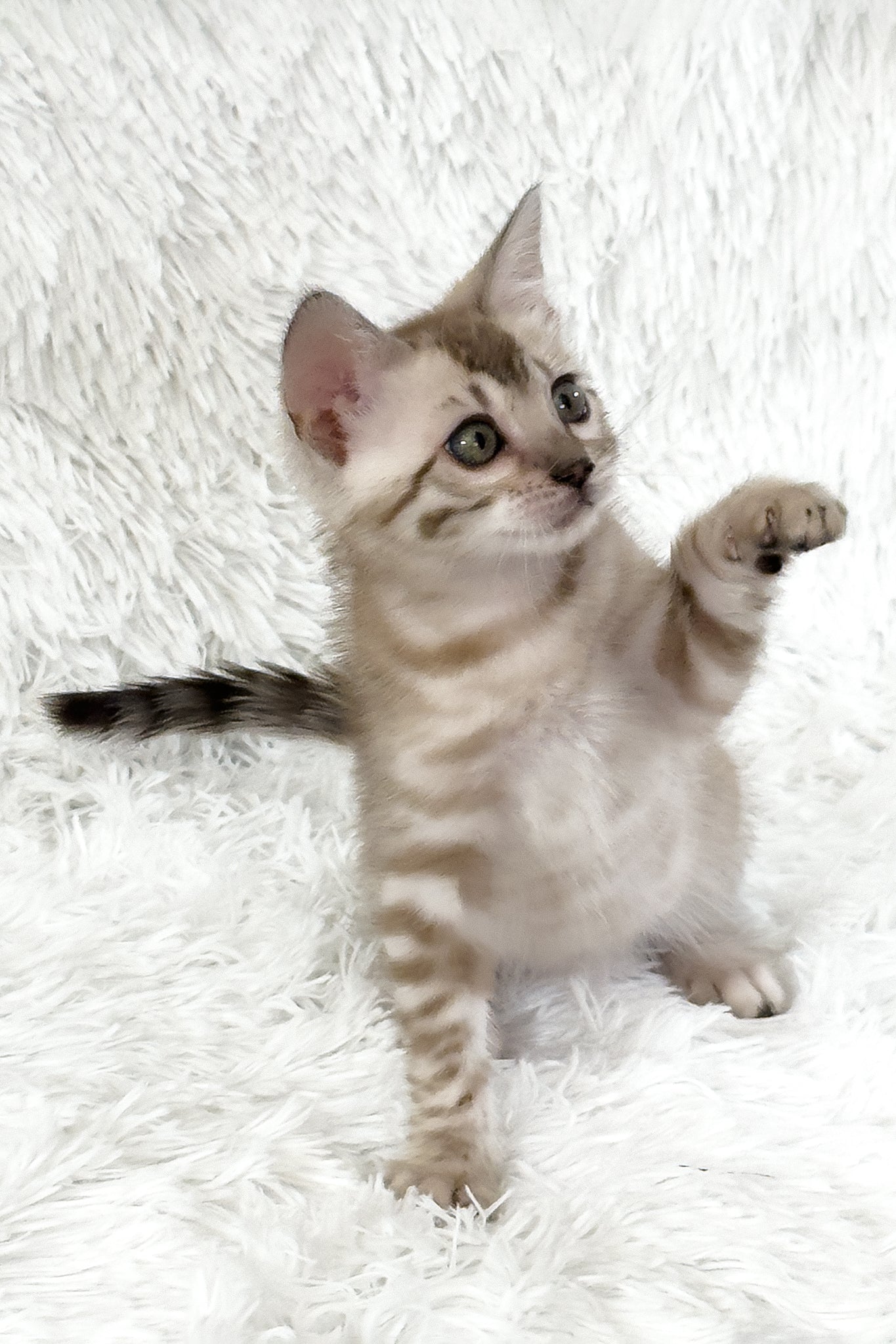 Aveline | Bengal Kitten - Image 4