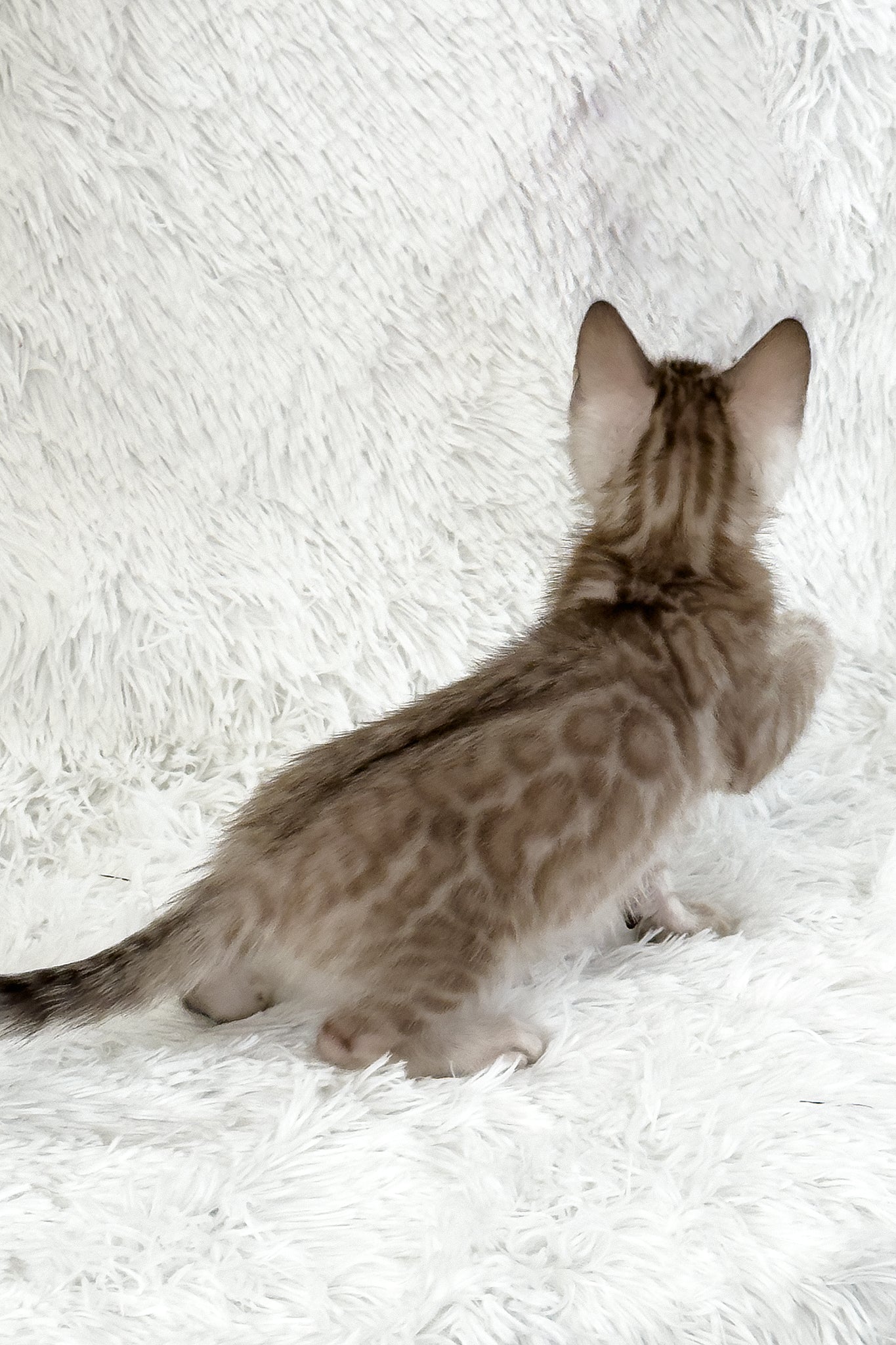 Aveline | Bengal Kitten - Image 5