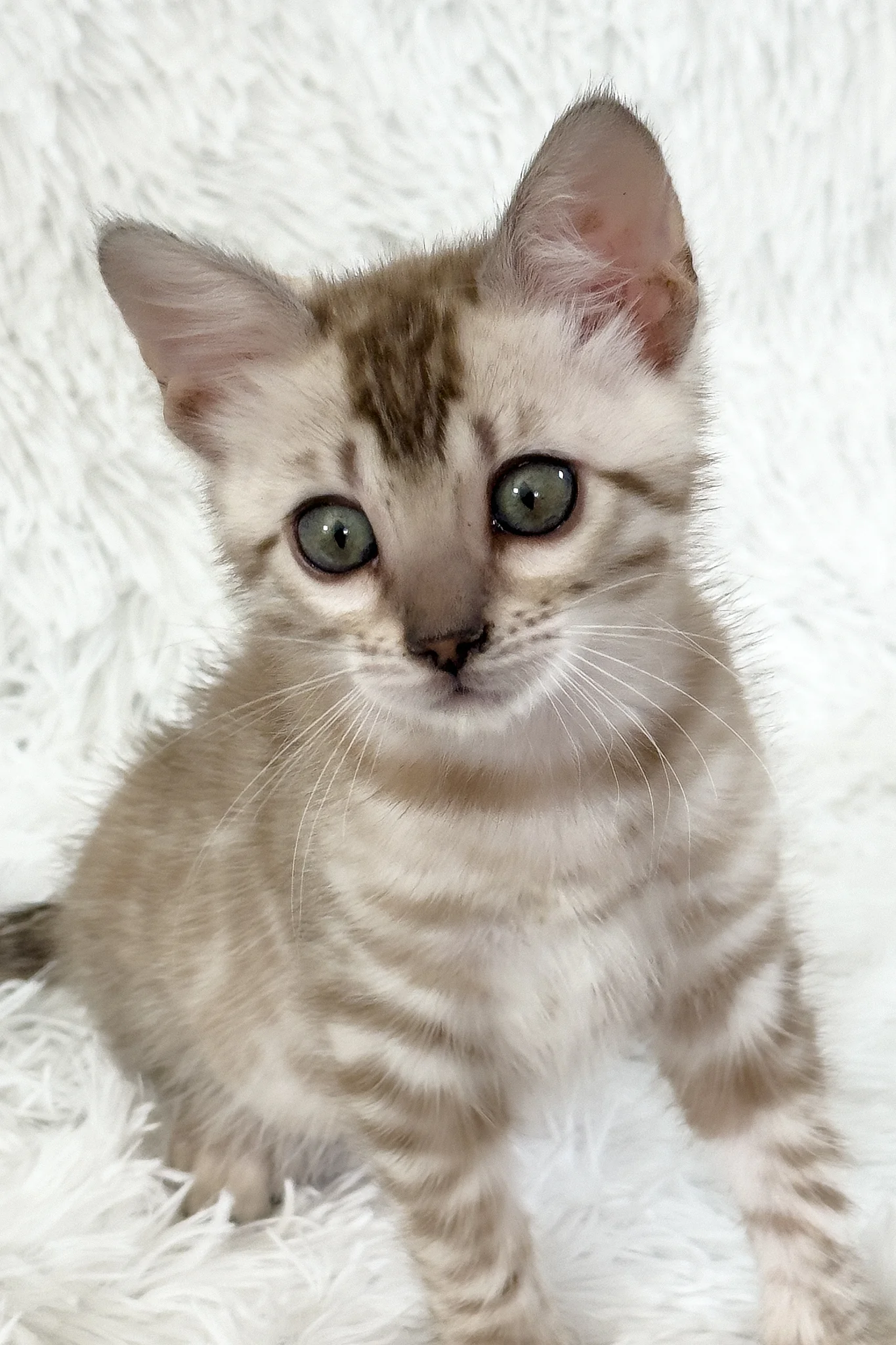 Aveline | Bengal Kitten - Image 7