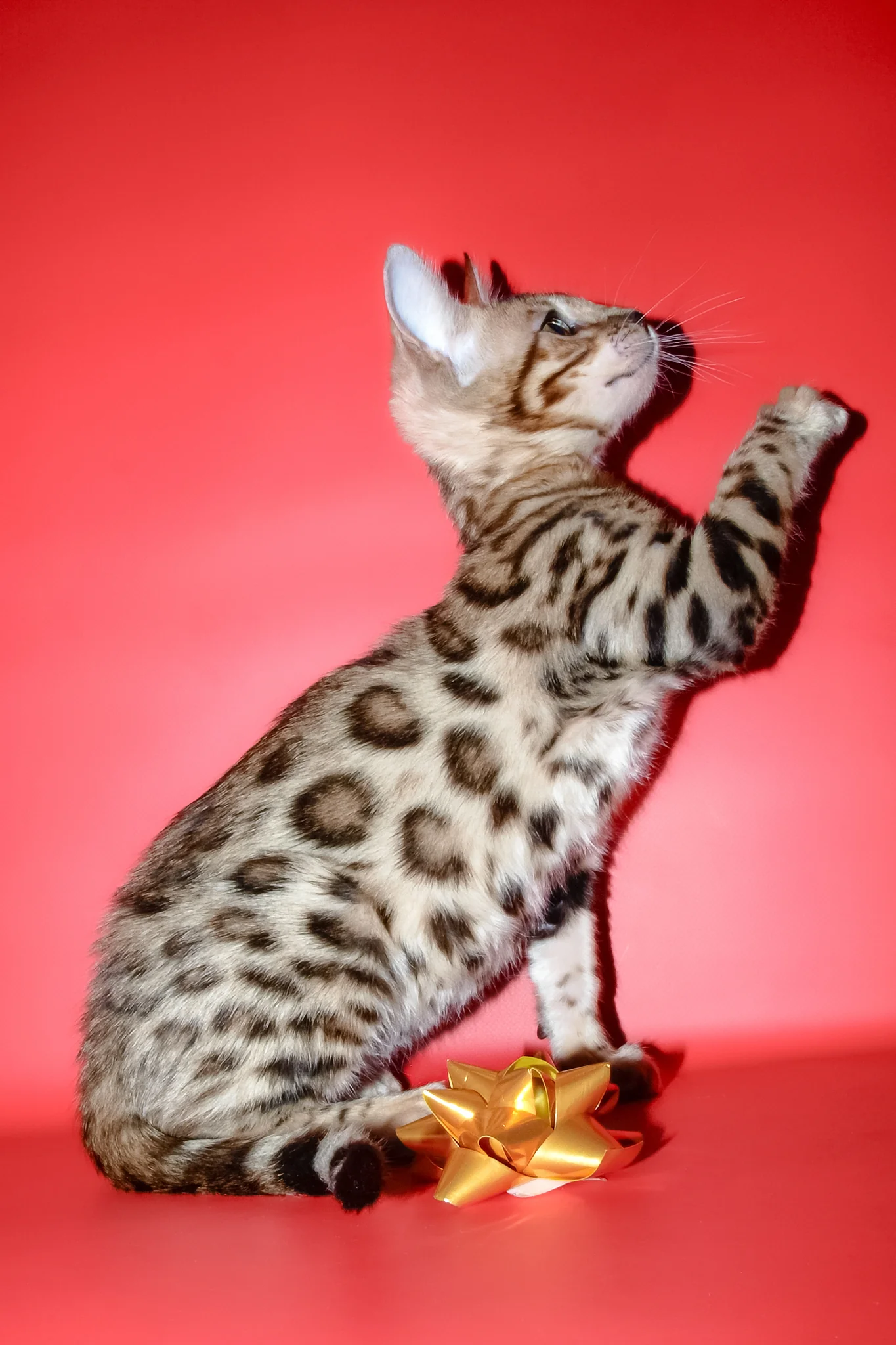 Bassadora | Bengal Kitten - Image 11