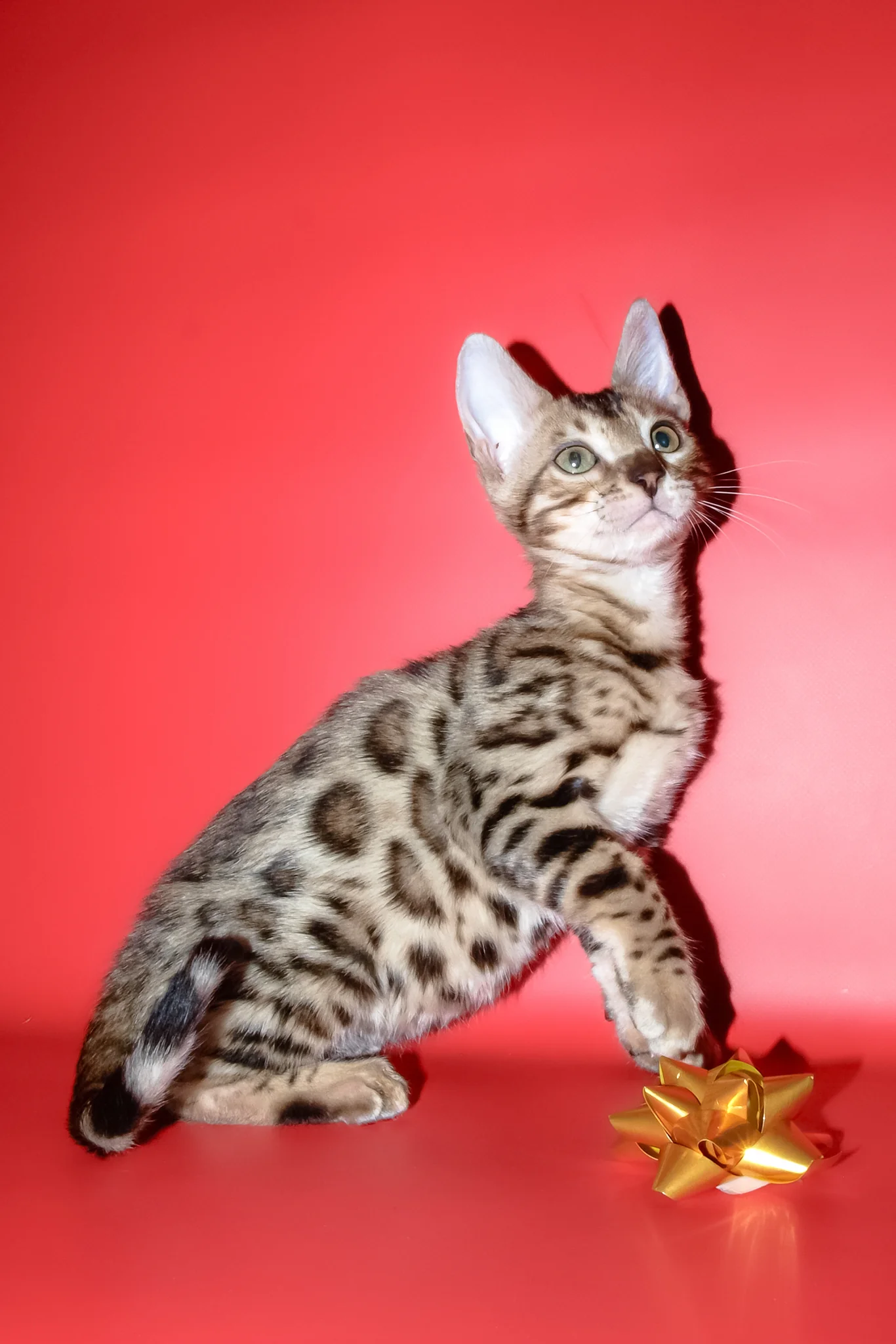 Bassadora | Bengal Kitten - Image 2
