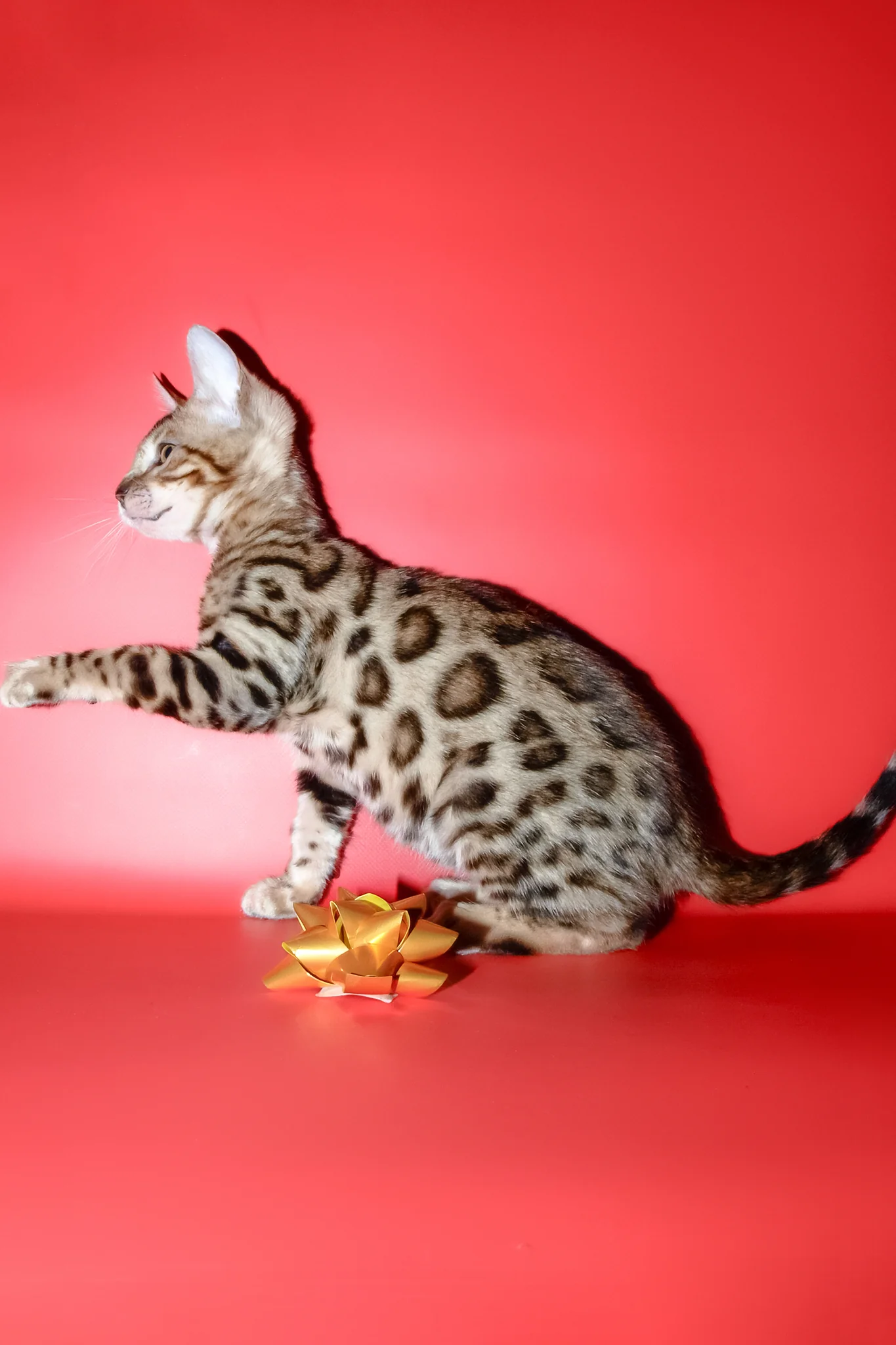 Bassadora | Bengal Kitten - Image 6