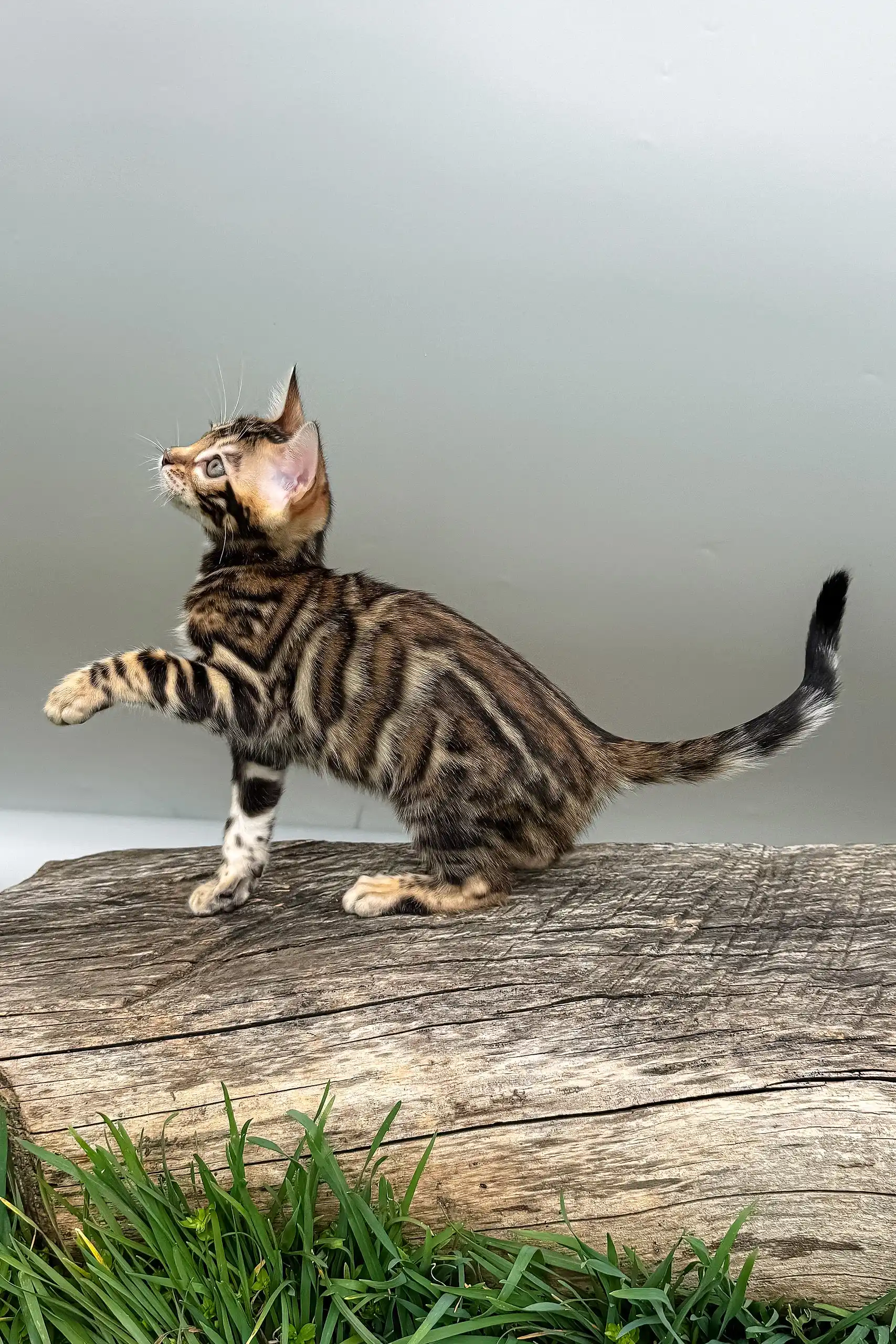 Daiquiri | Bengal Kitten - Image 5