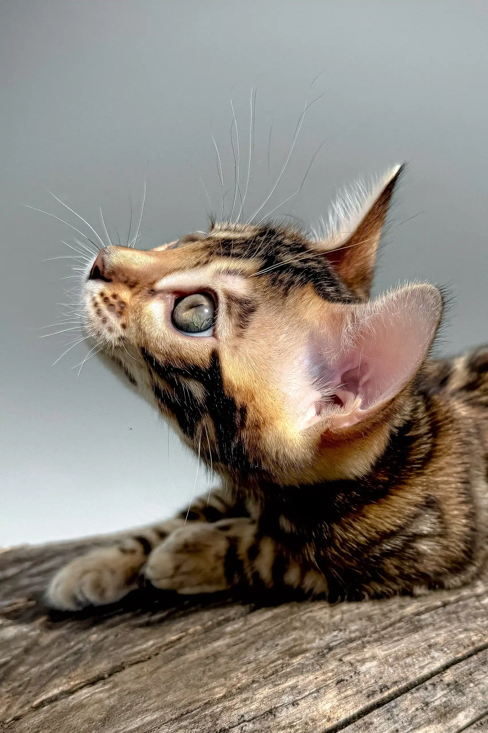 Daiquiri | Bengal Kitten - Image 8