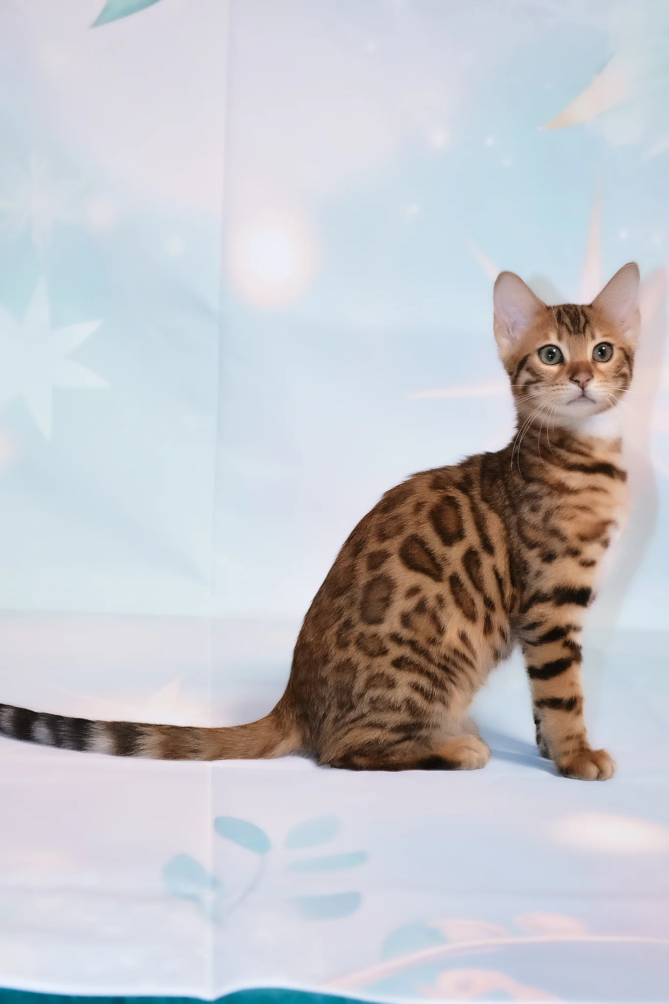 Dallila | Bengal Kitten - Image 2