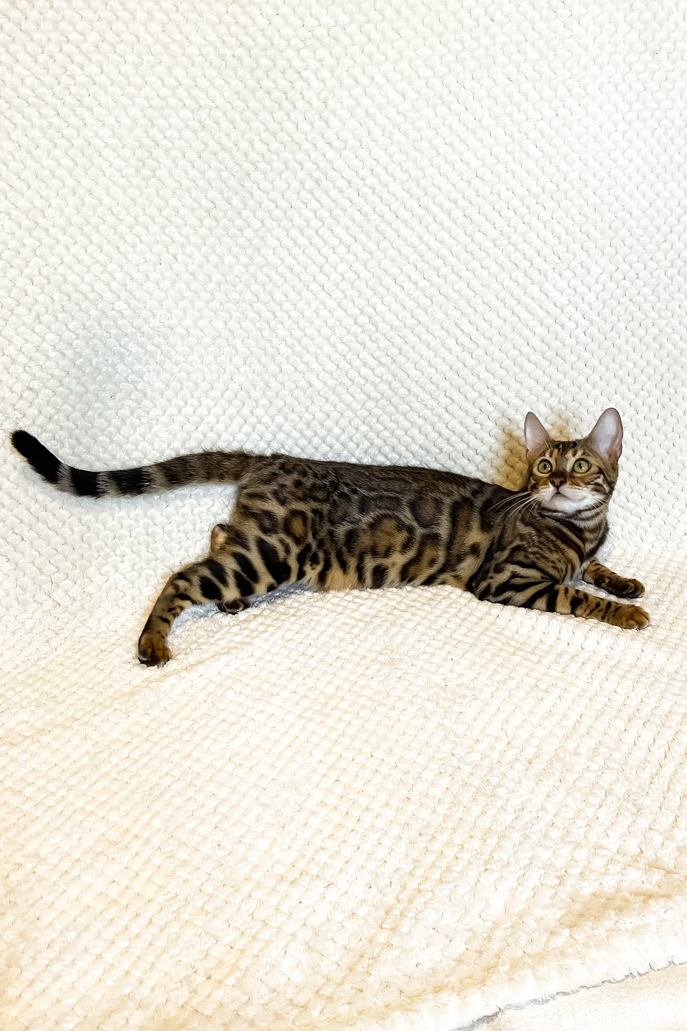 Delilah | Bengal Kitten - Image 4