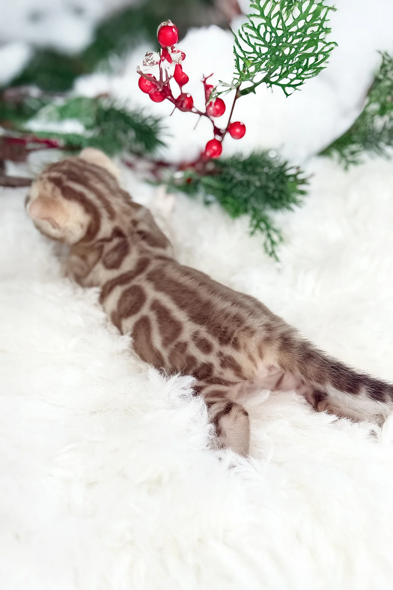 Dora | Bengal Kitten - Image 5