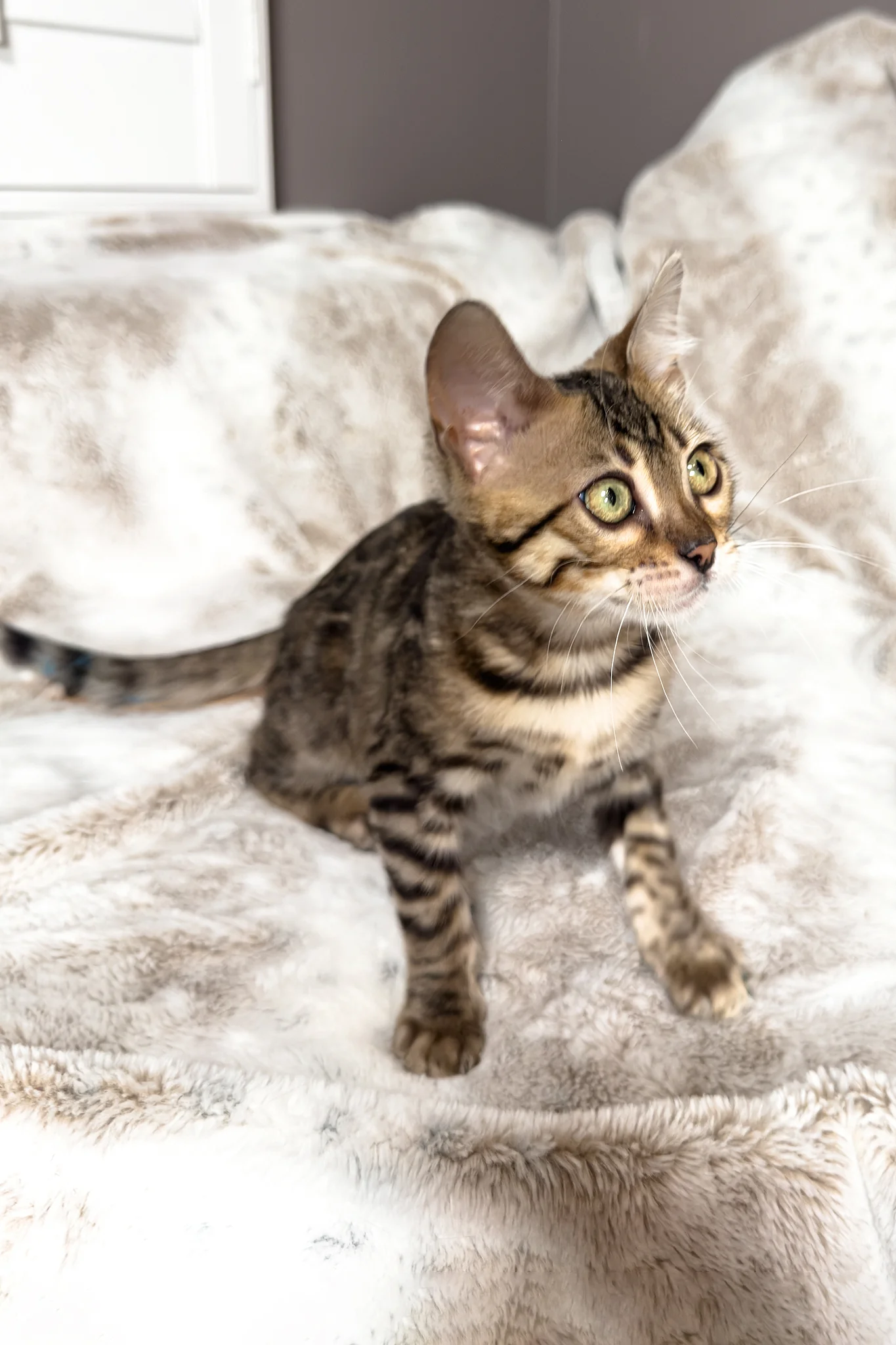 Duchess | Bengal Kitten - Image 10