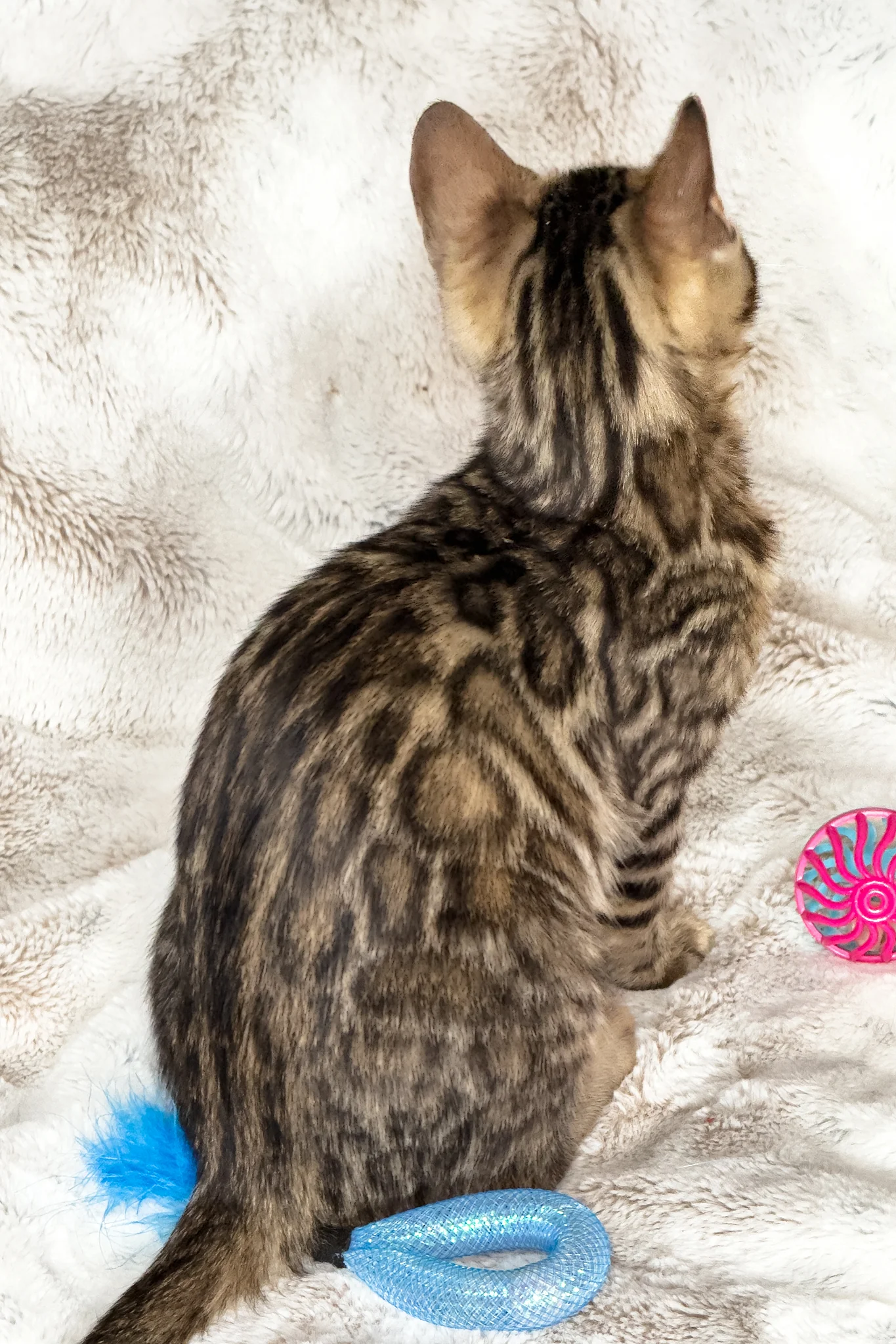 Duchess | Bengal Kitten - Image 11