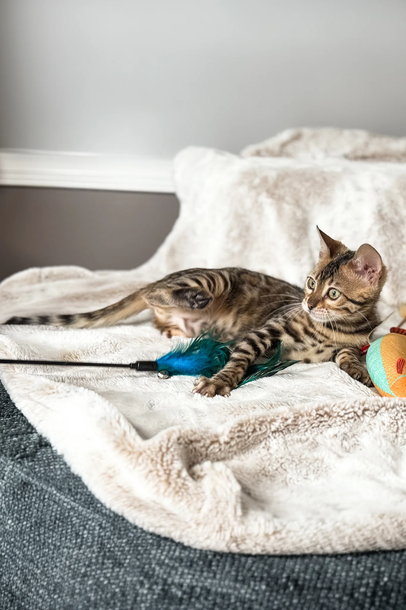 Duchess | Bengal Kitten - Image 4