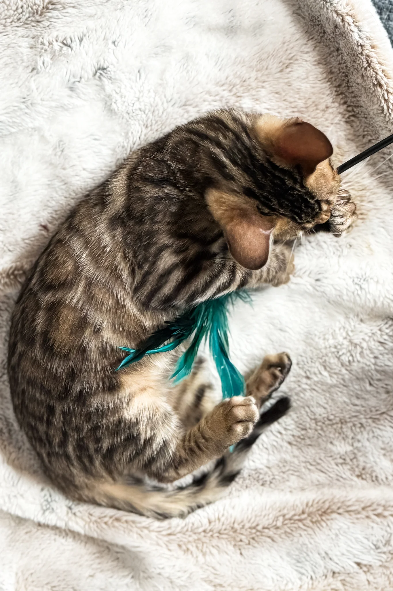 Duchess | Bengal Kitten - Image 5