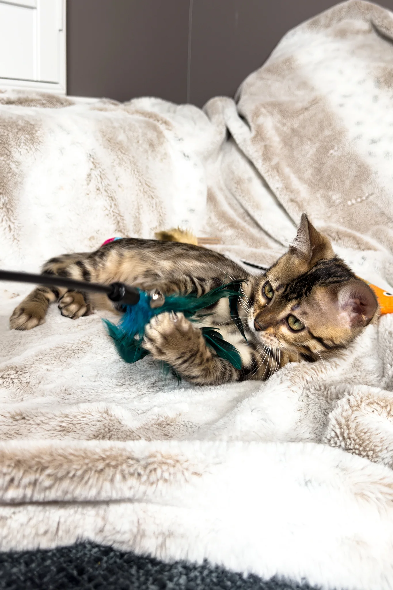 Duchess | Bengal Kitten - Image 6