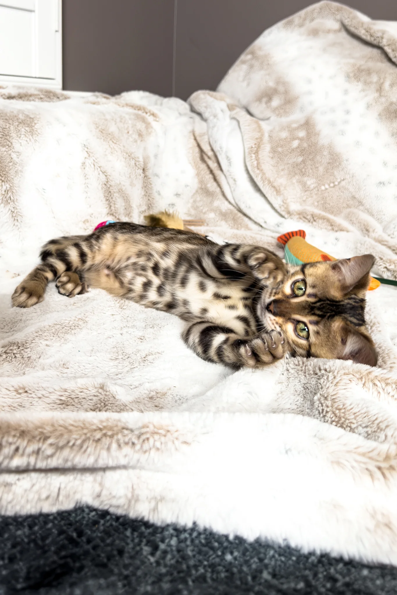 Duchess | Bengal Kitten - Image 7