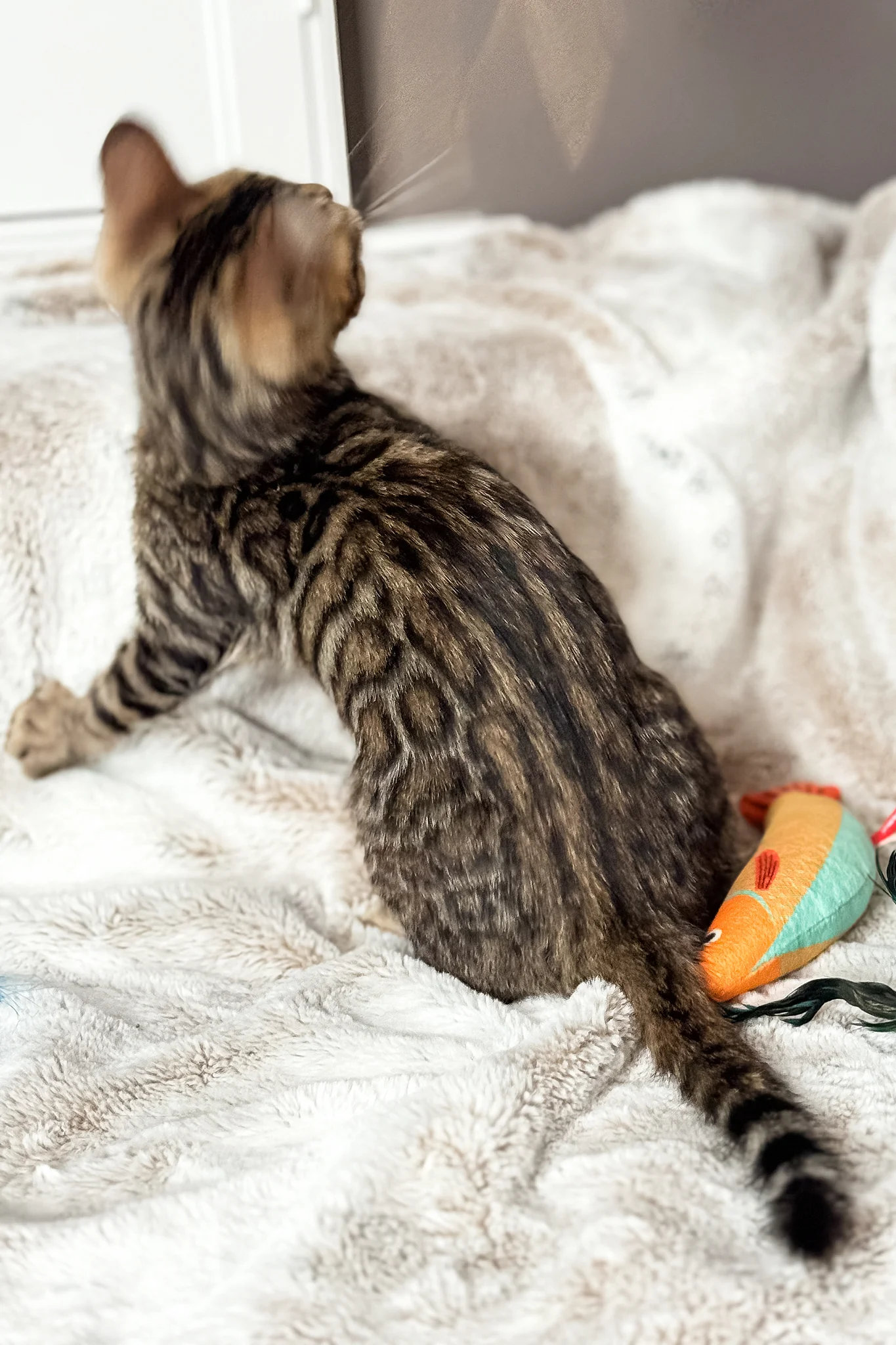 Duchess | Bengal Kitten - Image 8
