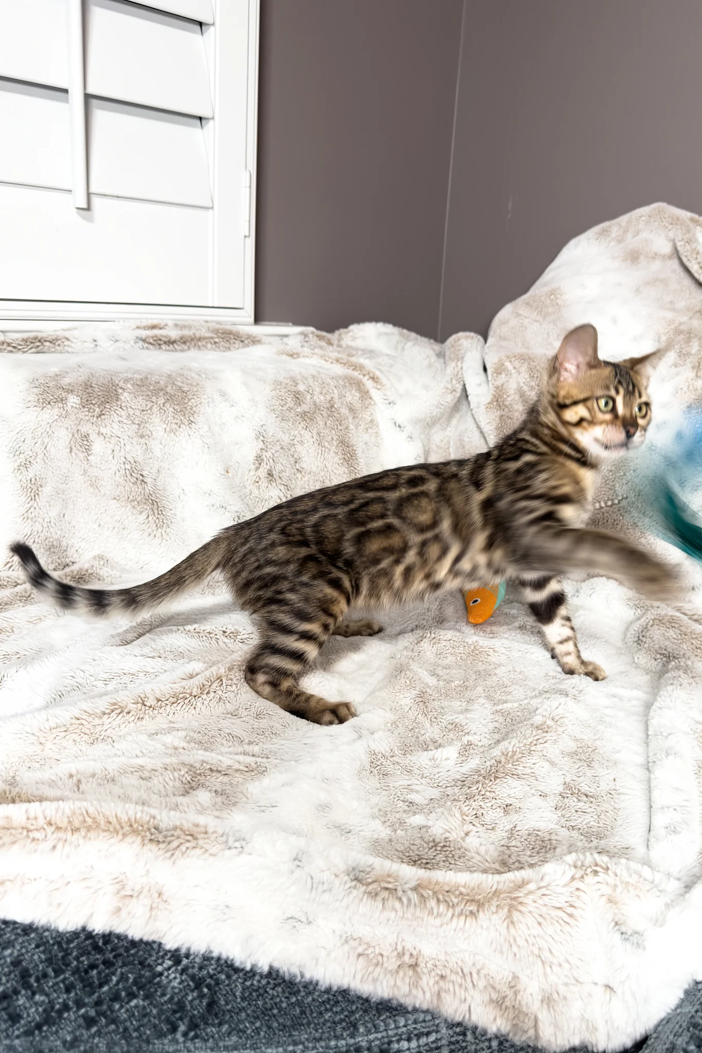 Duchess | Bengal Kitten - Image 9