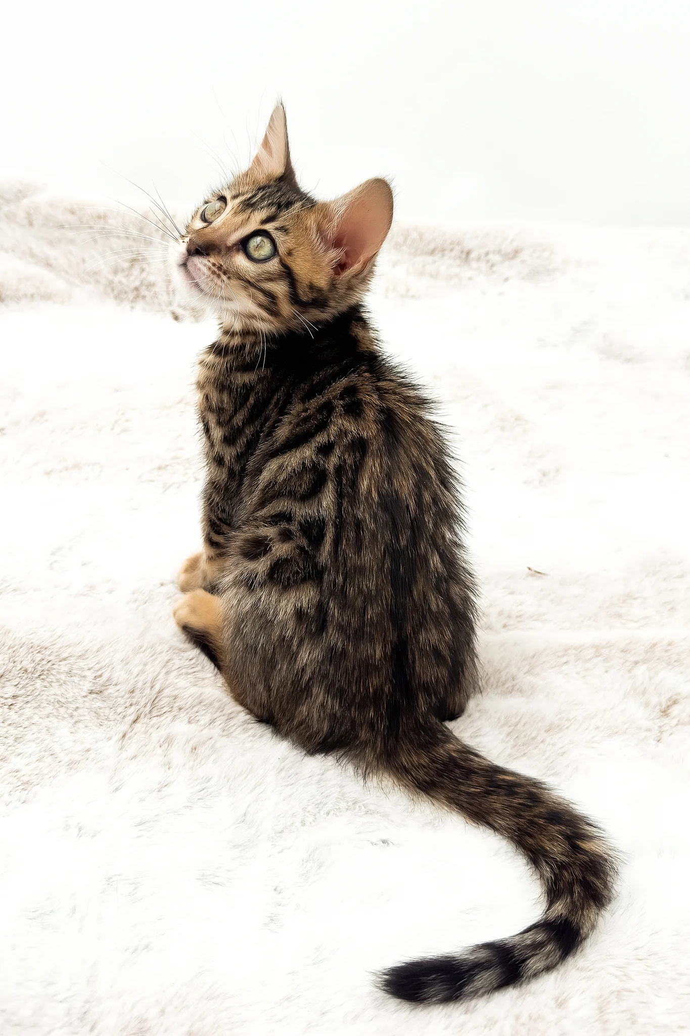Eden | Bengal Kitten - Image 3