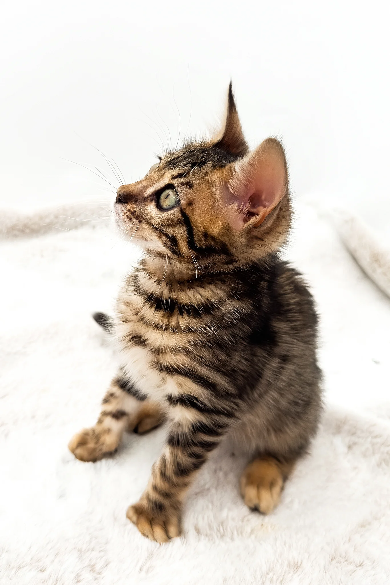 Eden | Bengal Kitten - Image 4