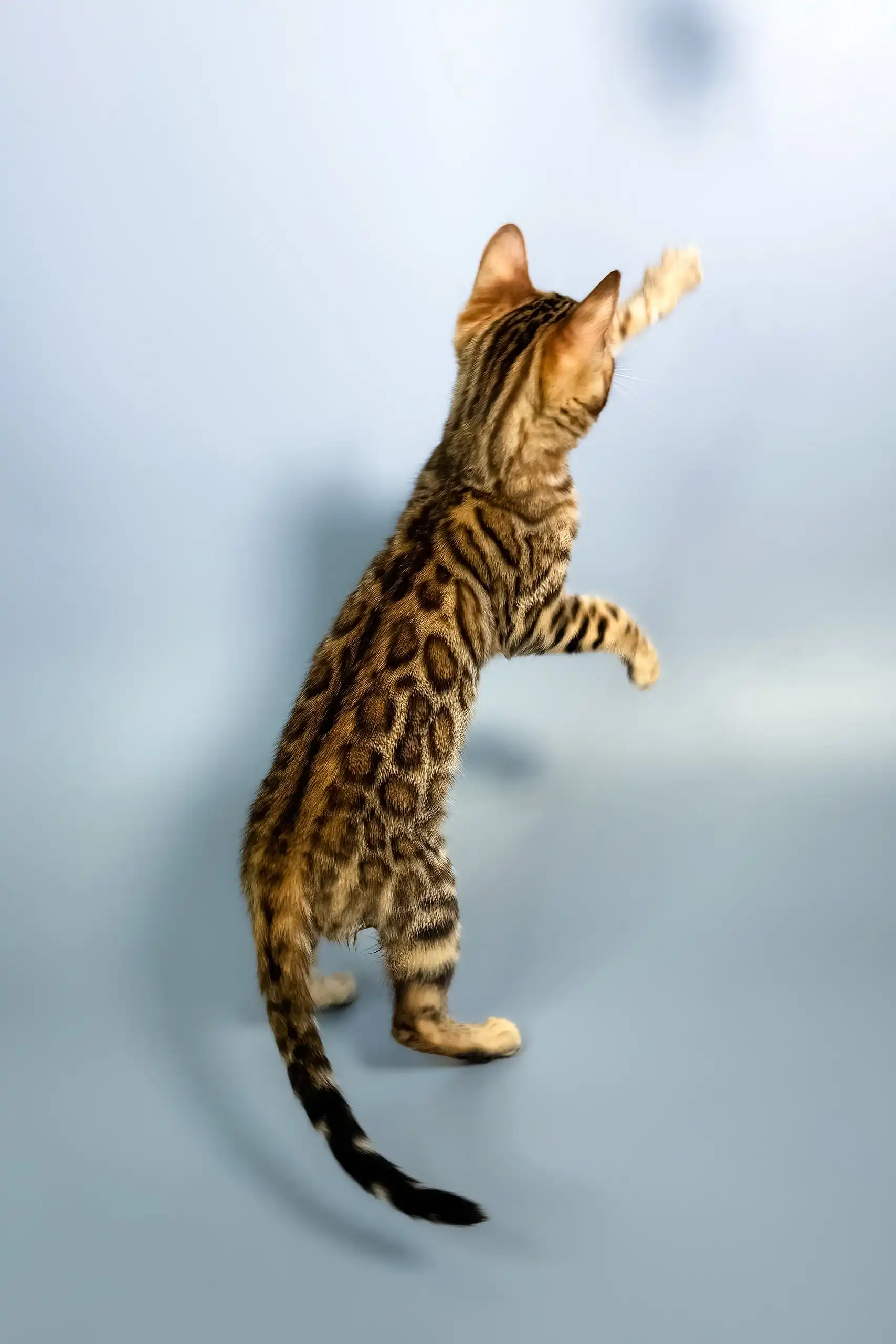 Elina | Bengal Kitten - Image 8
