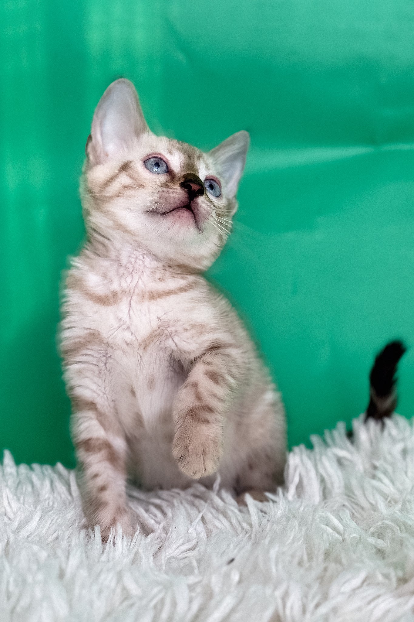 Emma | Bengal Kitten - Image 13