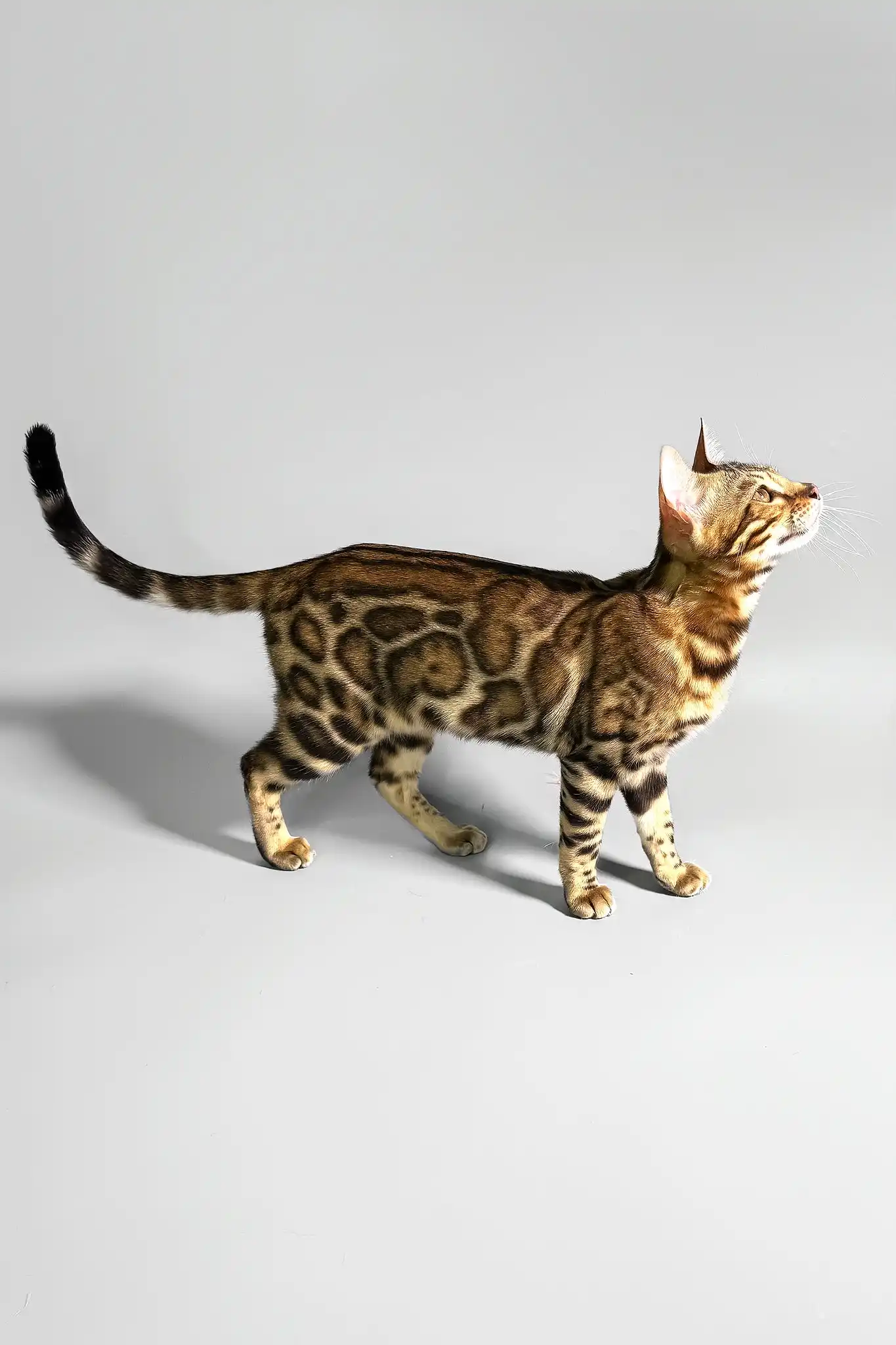 Erika | Bengal Kitten - Image 5