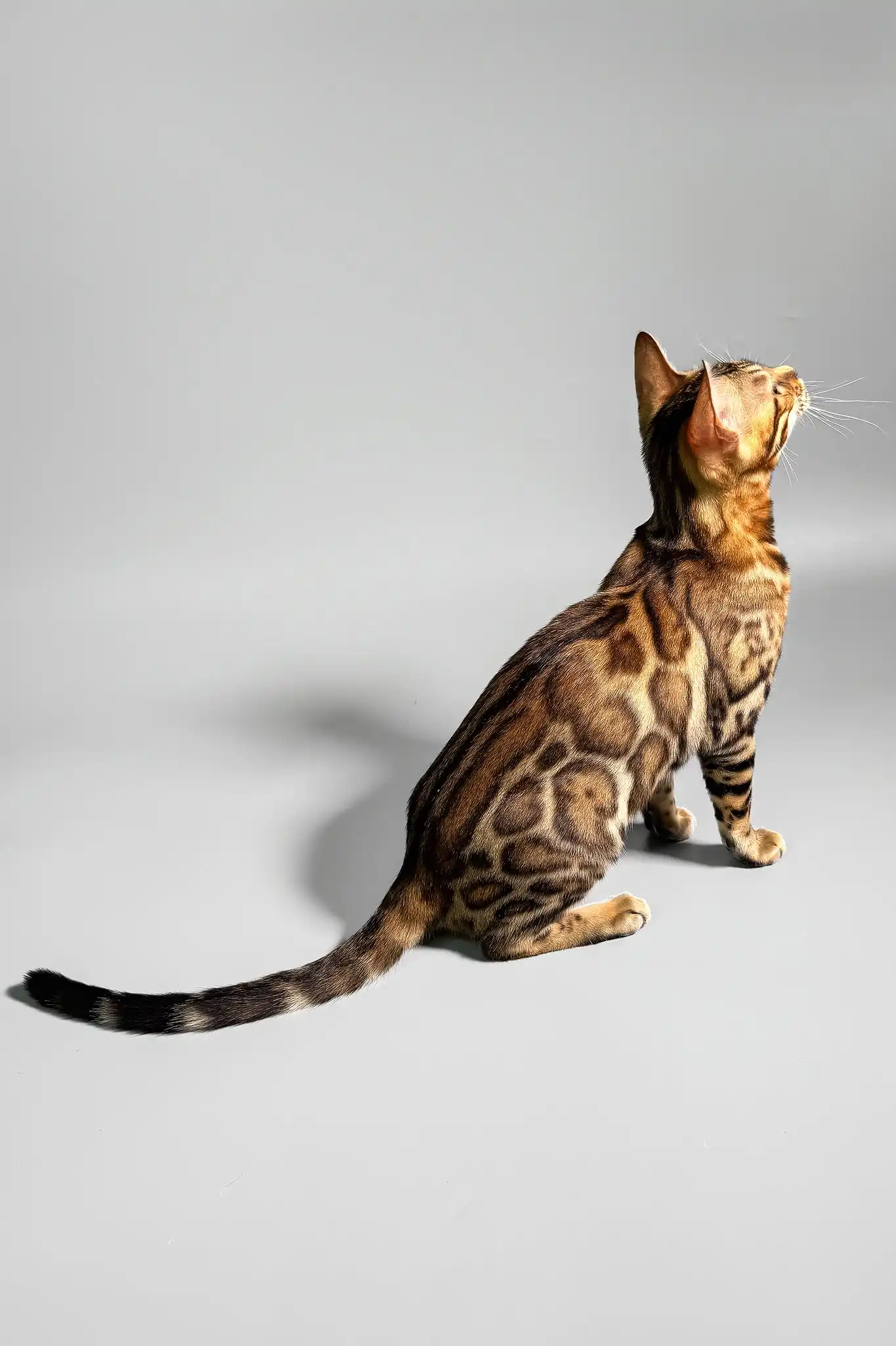 Erika | Bengal Kitten - Image 7