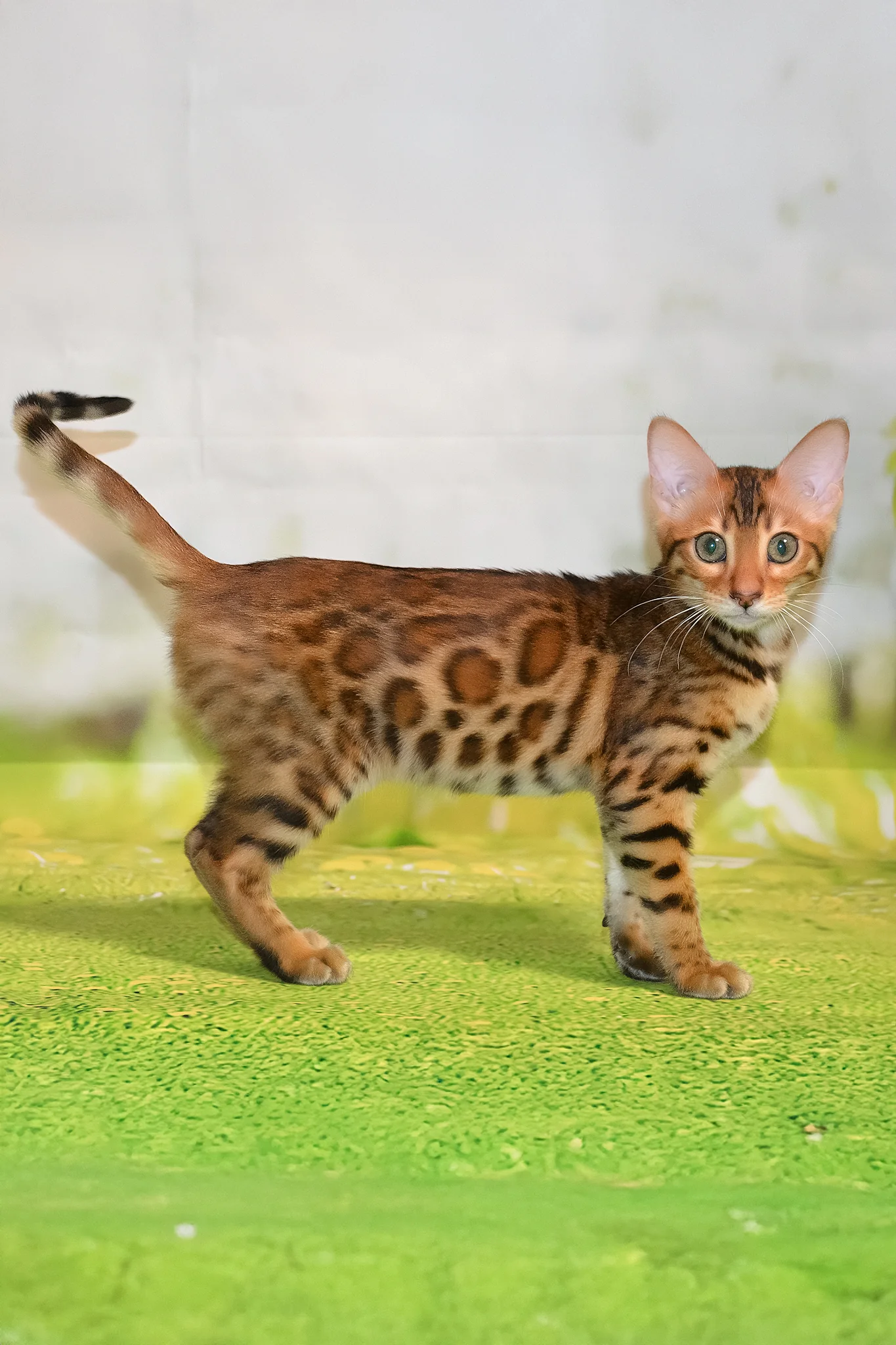 Euphoria | Bengal Kitten - Image 4