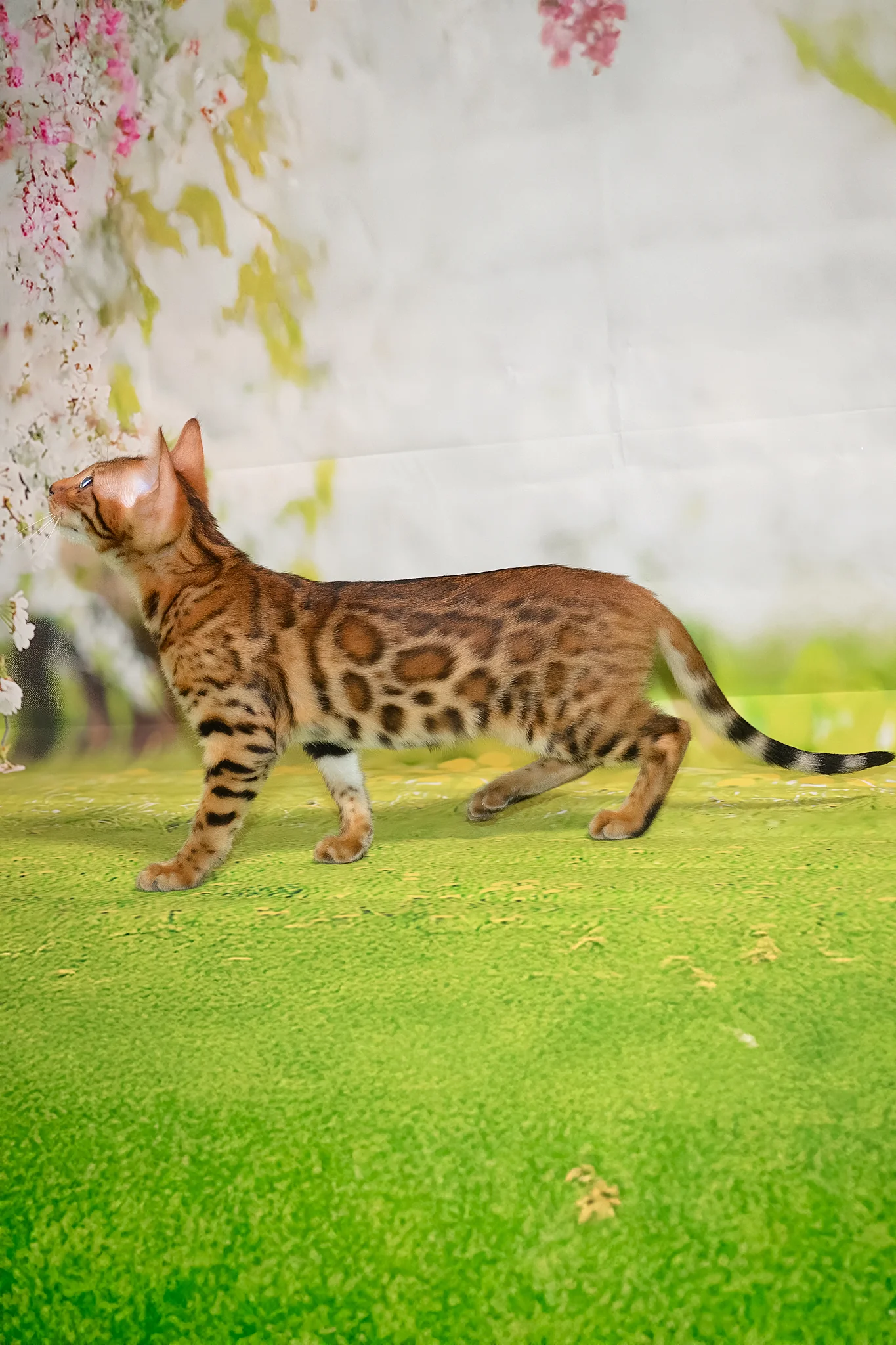 Euphoria | Bengal Kitten - Image 6