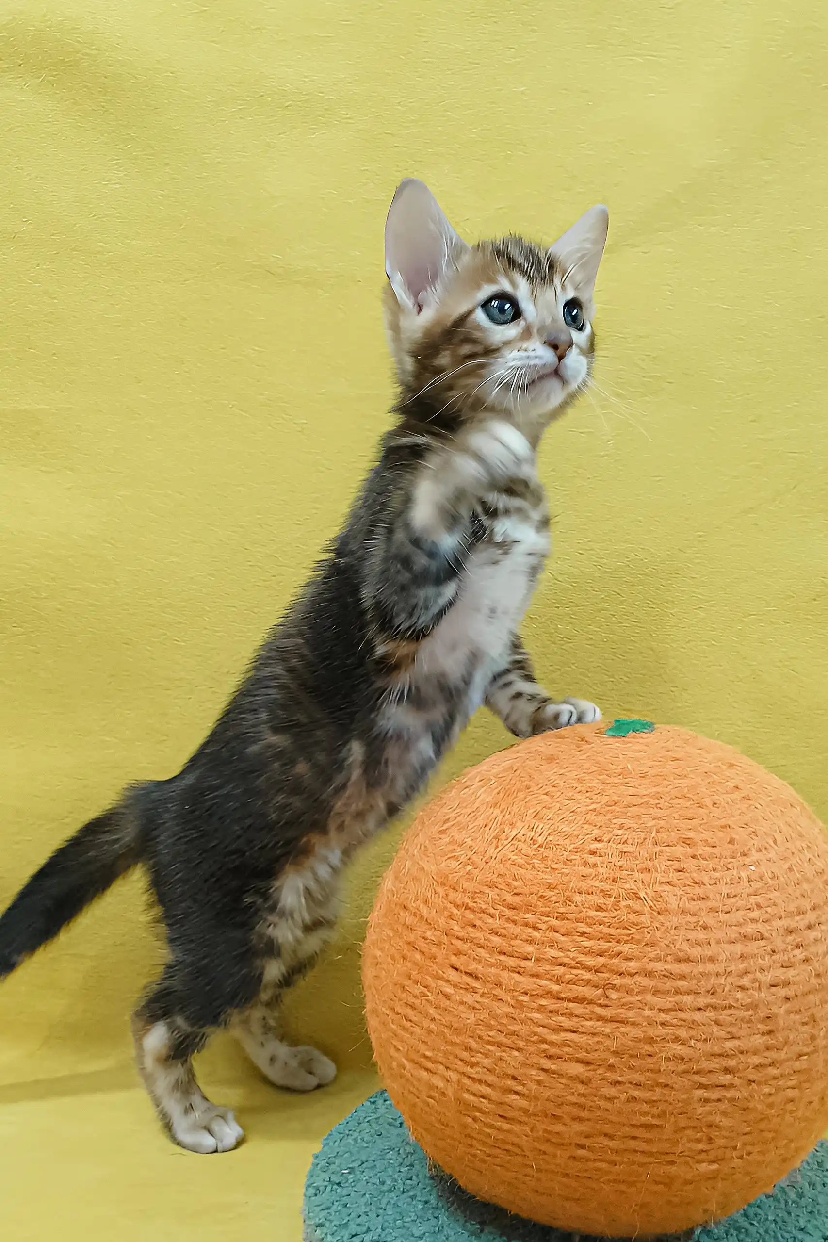 Eva | Bengal Kitten - Image 3