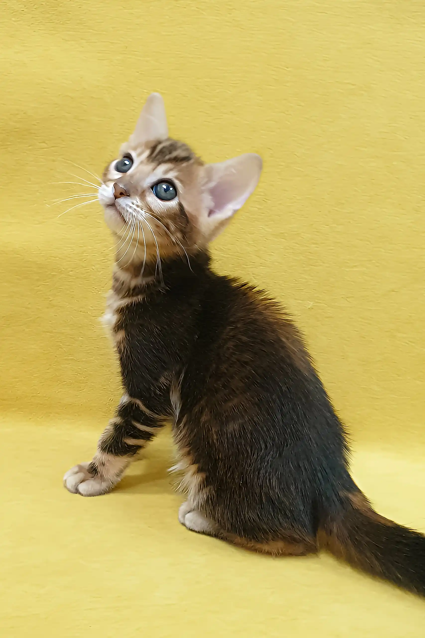 Eva | Bengal Kitten - Image 6