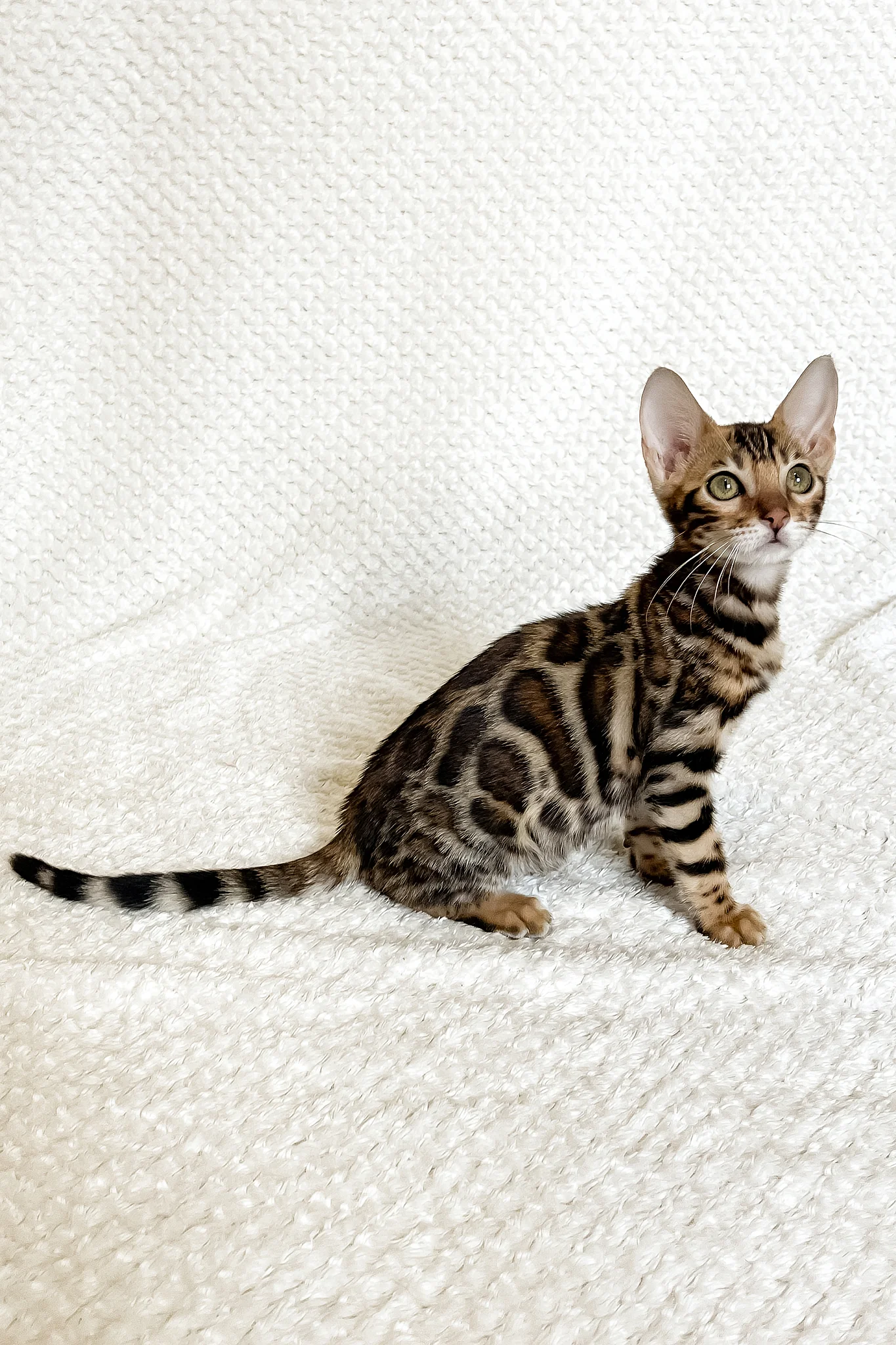 Fleur | Bengal Kitten - Image 4