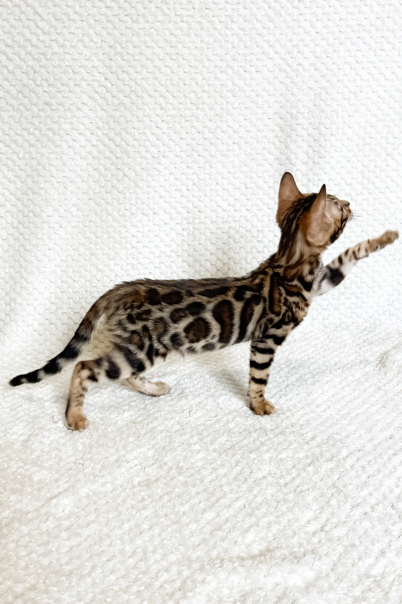 Fleur | Bengal Kitten - Image 5