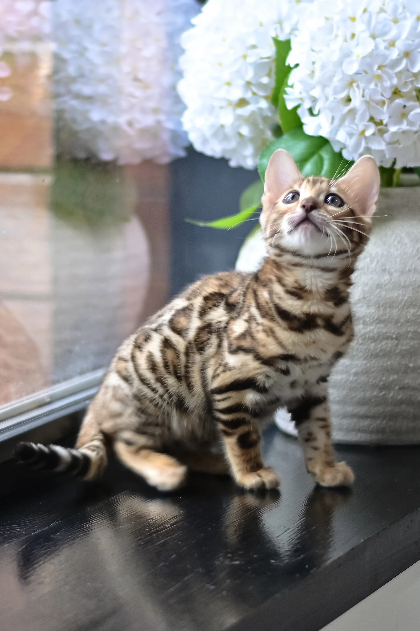 Freya | Bengal Kitten - Image 10