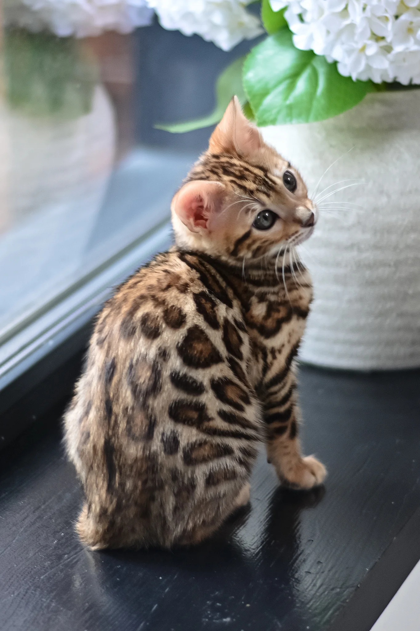 Freya | Bengal Kitten - Image 2