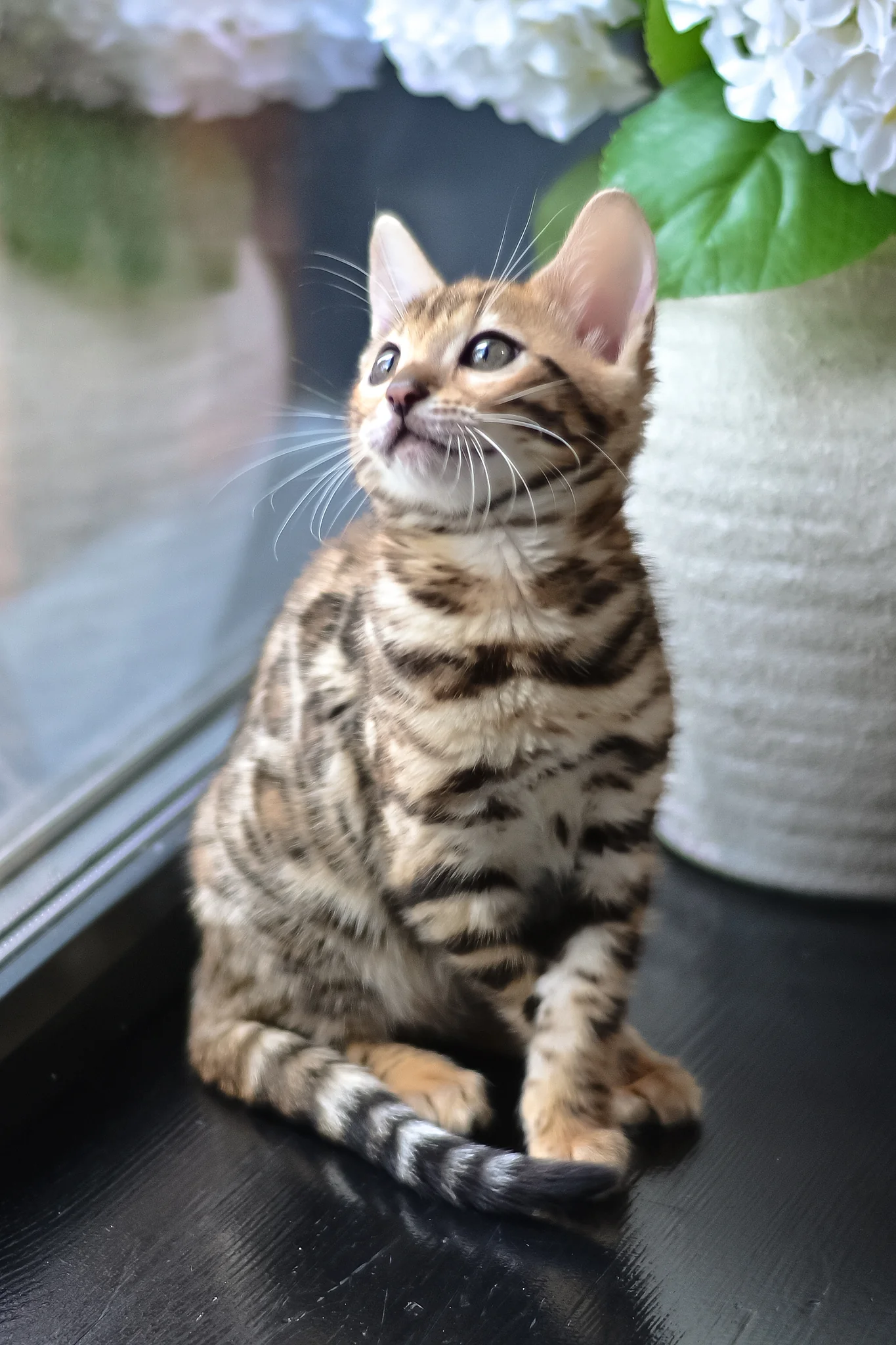 Freya | Bengal Kitten - Image 7